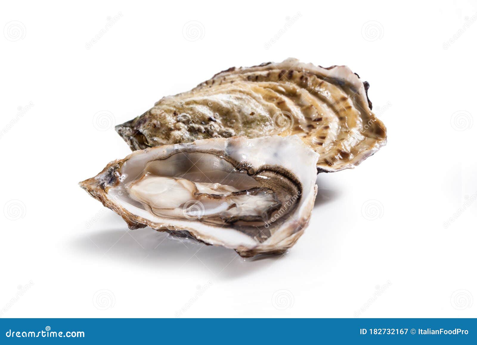 Oyster, Ostrea, Isolated on White Stock Image Image of ostrea, white 182732167