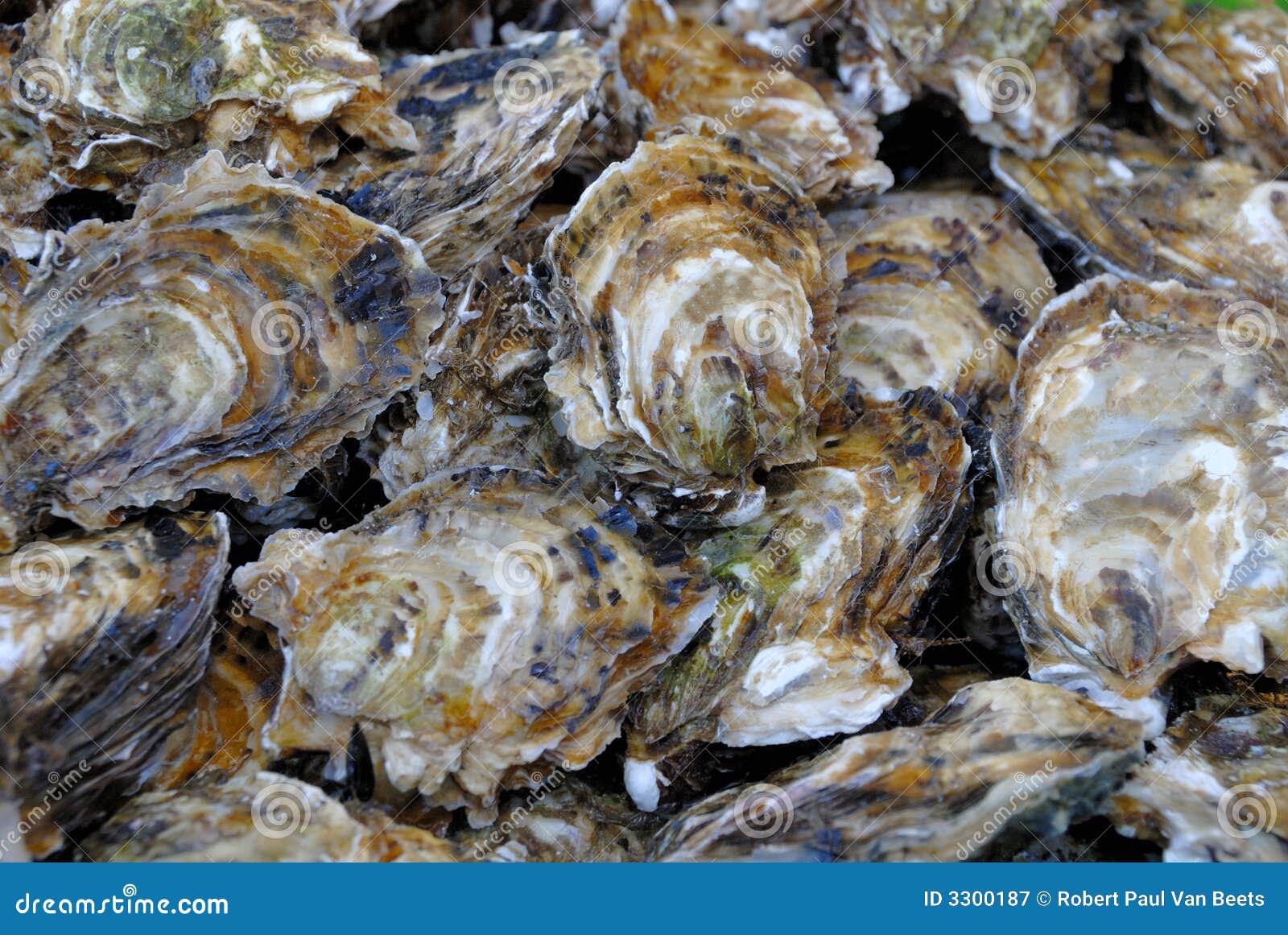Fresh oysters stock image. Image of seasoning, oysters 3300187