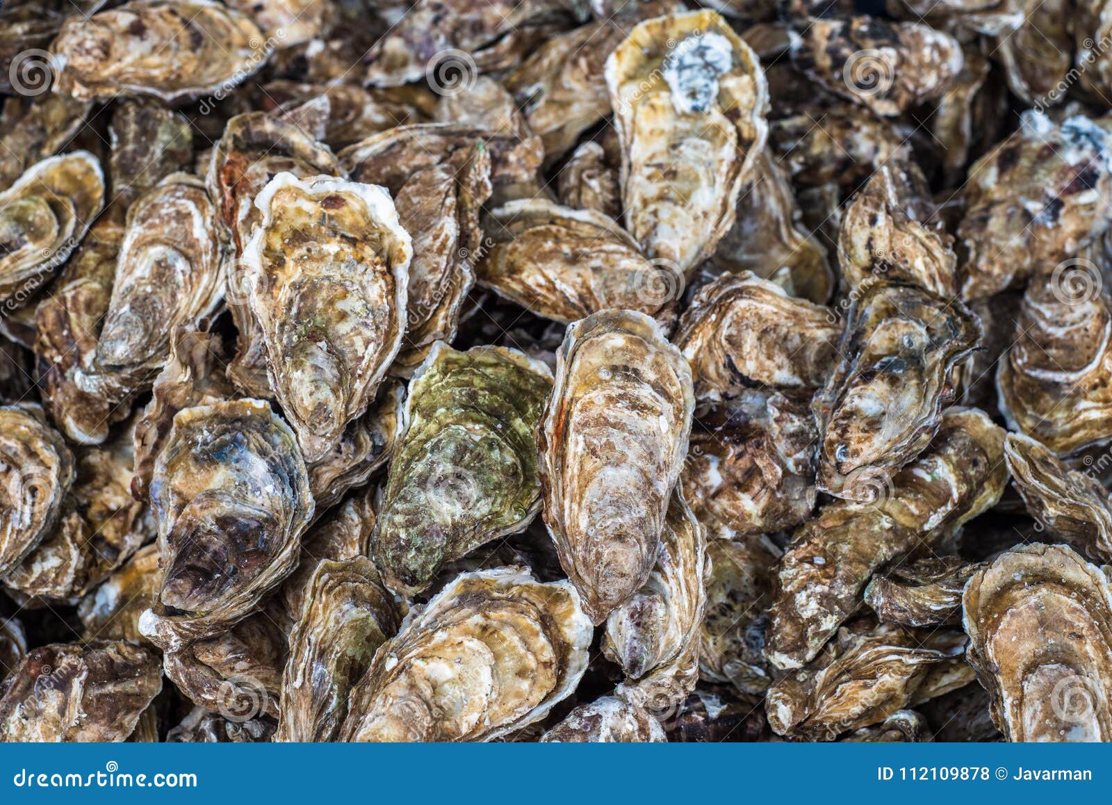 Fresh Oysters at the Fish Market Stock Photo Image of fish, catch