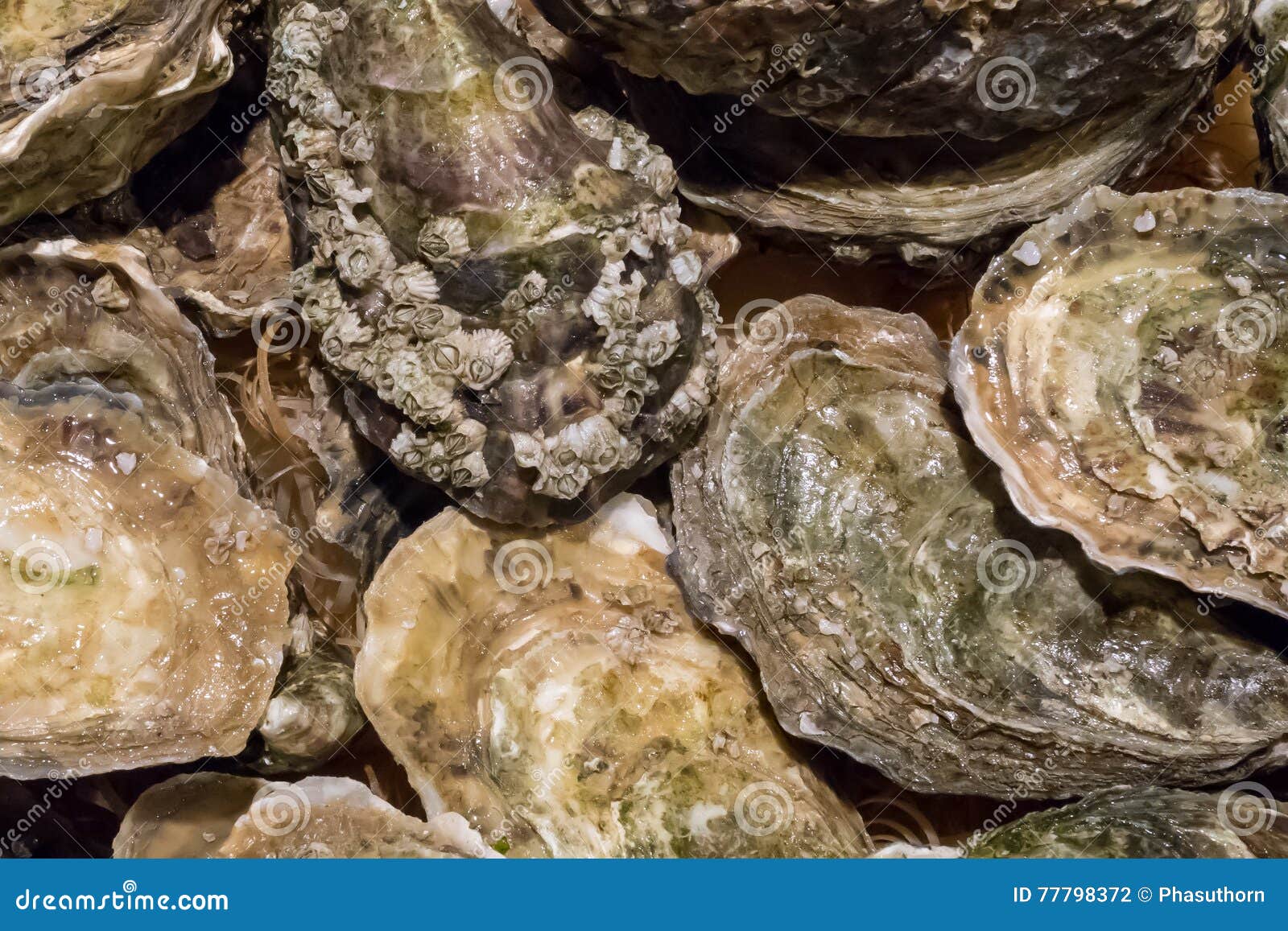 The Fresh Oysters at the Fish Market. Stock Photo Image of delicious