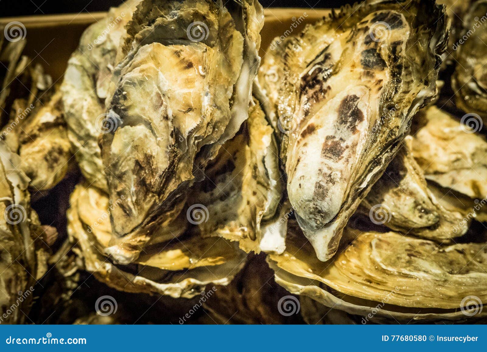 Fresh oysters served stock photo. Image of prepared, macro 77680580
