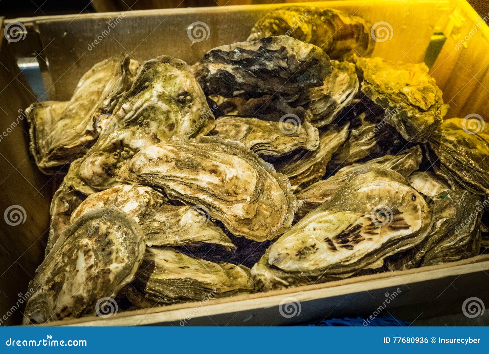 Fresh oysters served stock photo. Image of pacific, marine 77680936