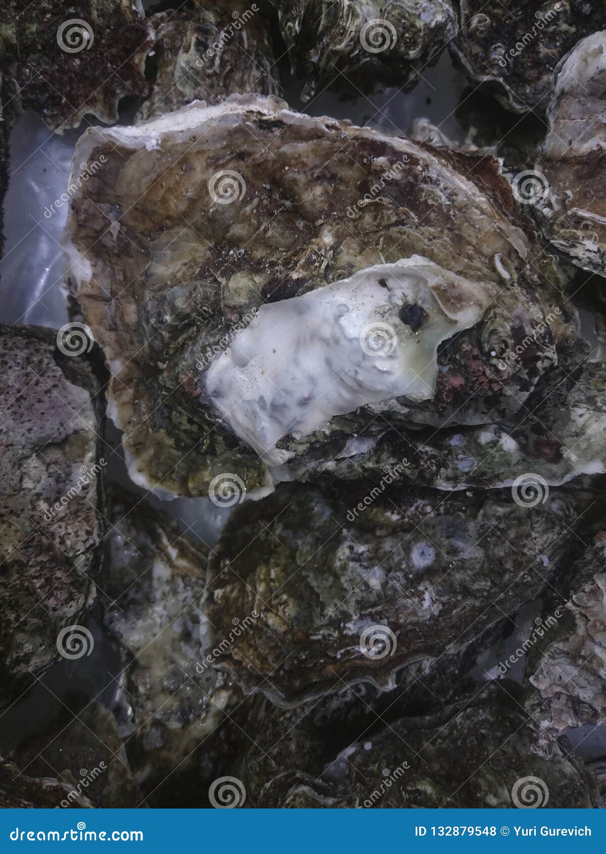 Fresh Oysters on the Supermarket Counter Stock Photo Image of oyster