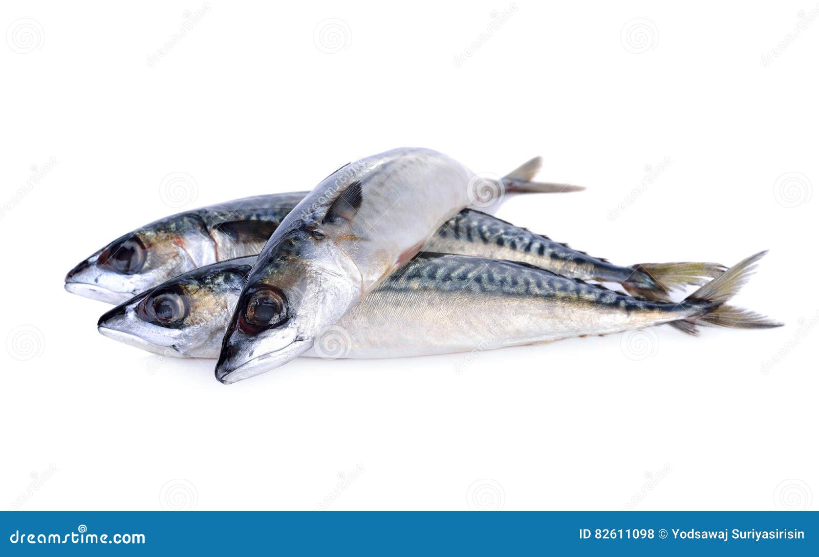 Fresh Pacific Mackerel Fish on White Background Stock Photo Image of