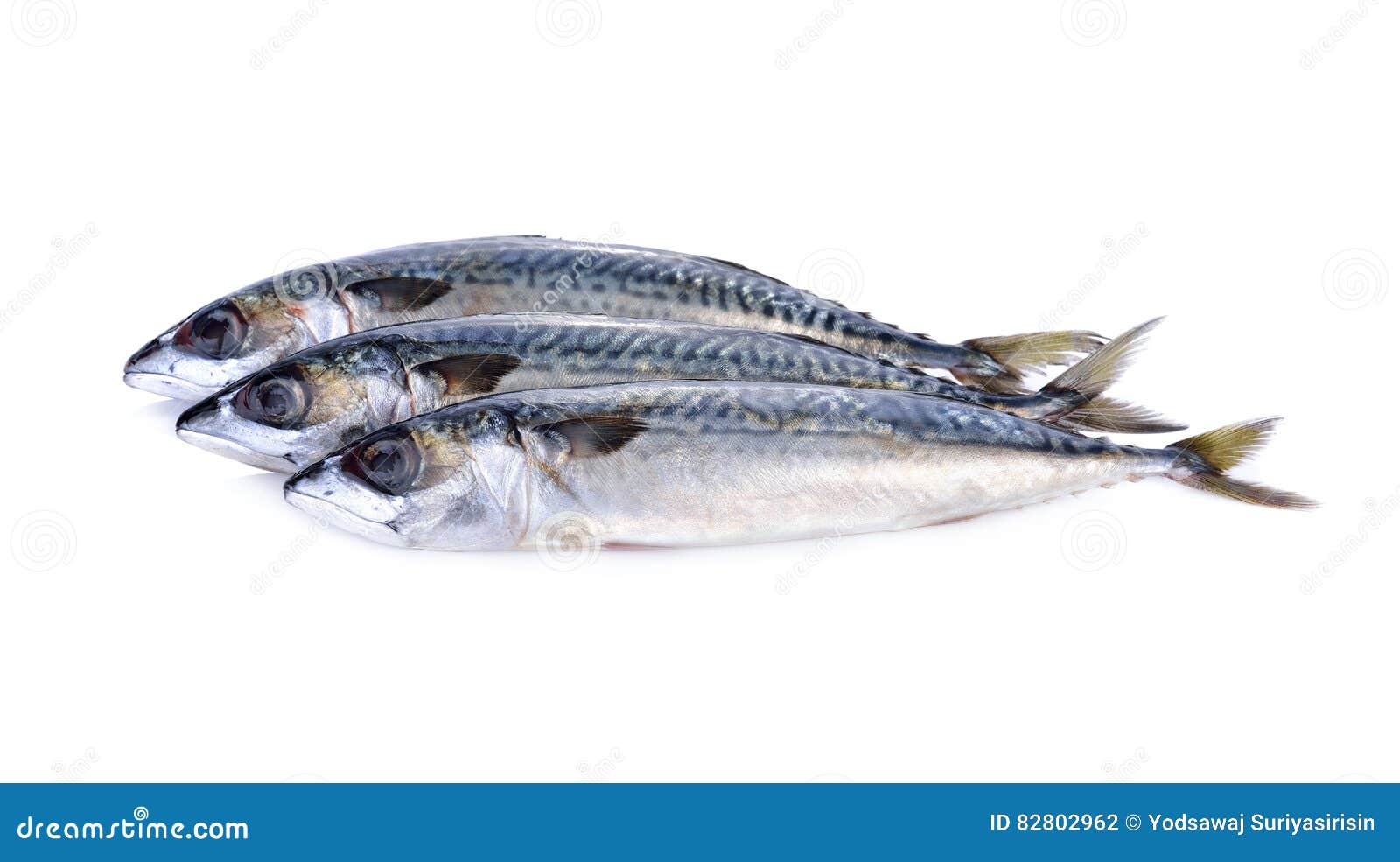 Fresh Pacific Mackerel Fish on White Background Stock Photo Image of