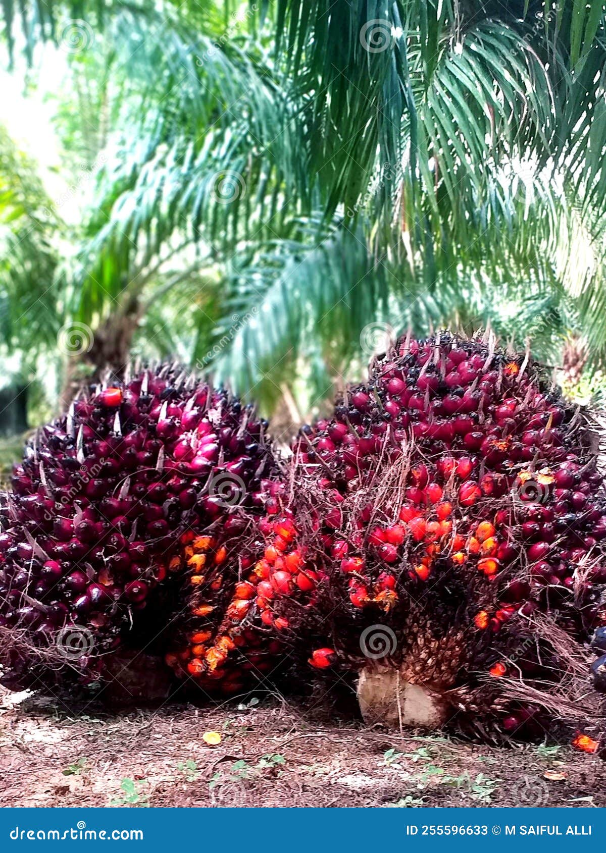 Fresh Palm Fruit Bunches with Dark Red Color and Have the Right Level