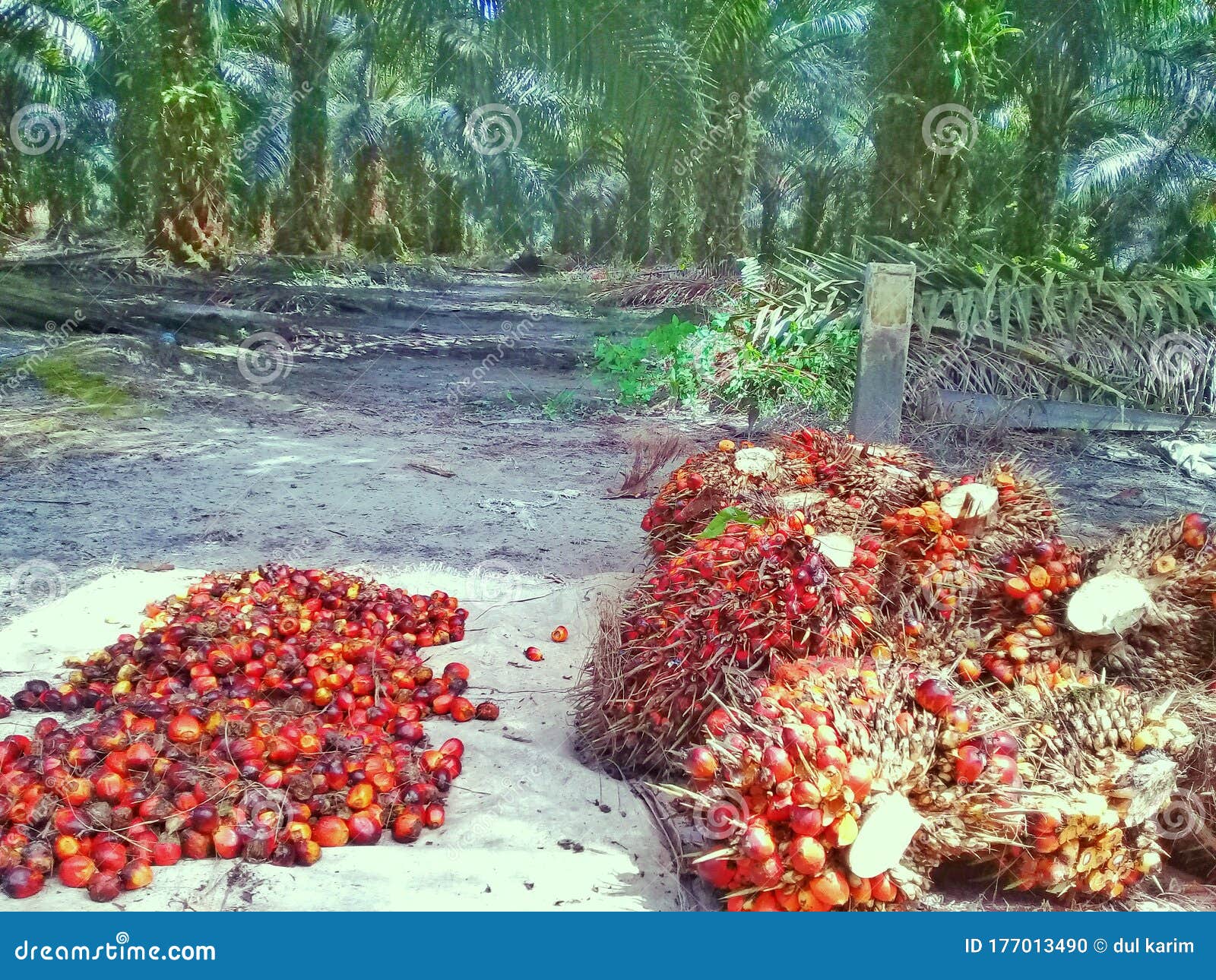Fresh Palm Fruit Bunches and Palm Fruit Seeds Stock Photo Image of
