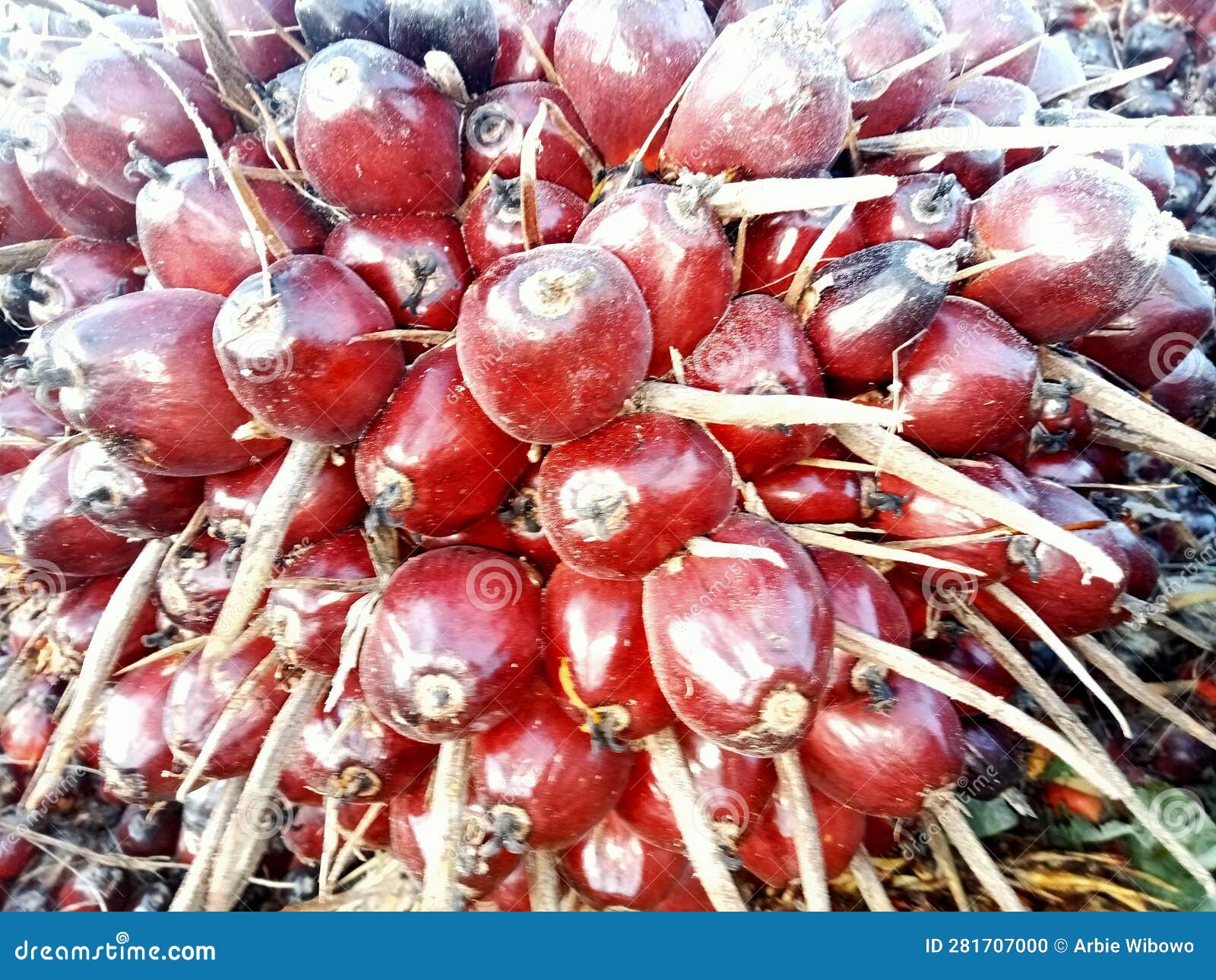 Fresh Palm Fruit Bunches and Suitable for Processing Stock Photo