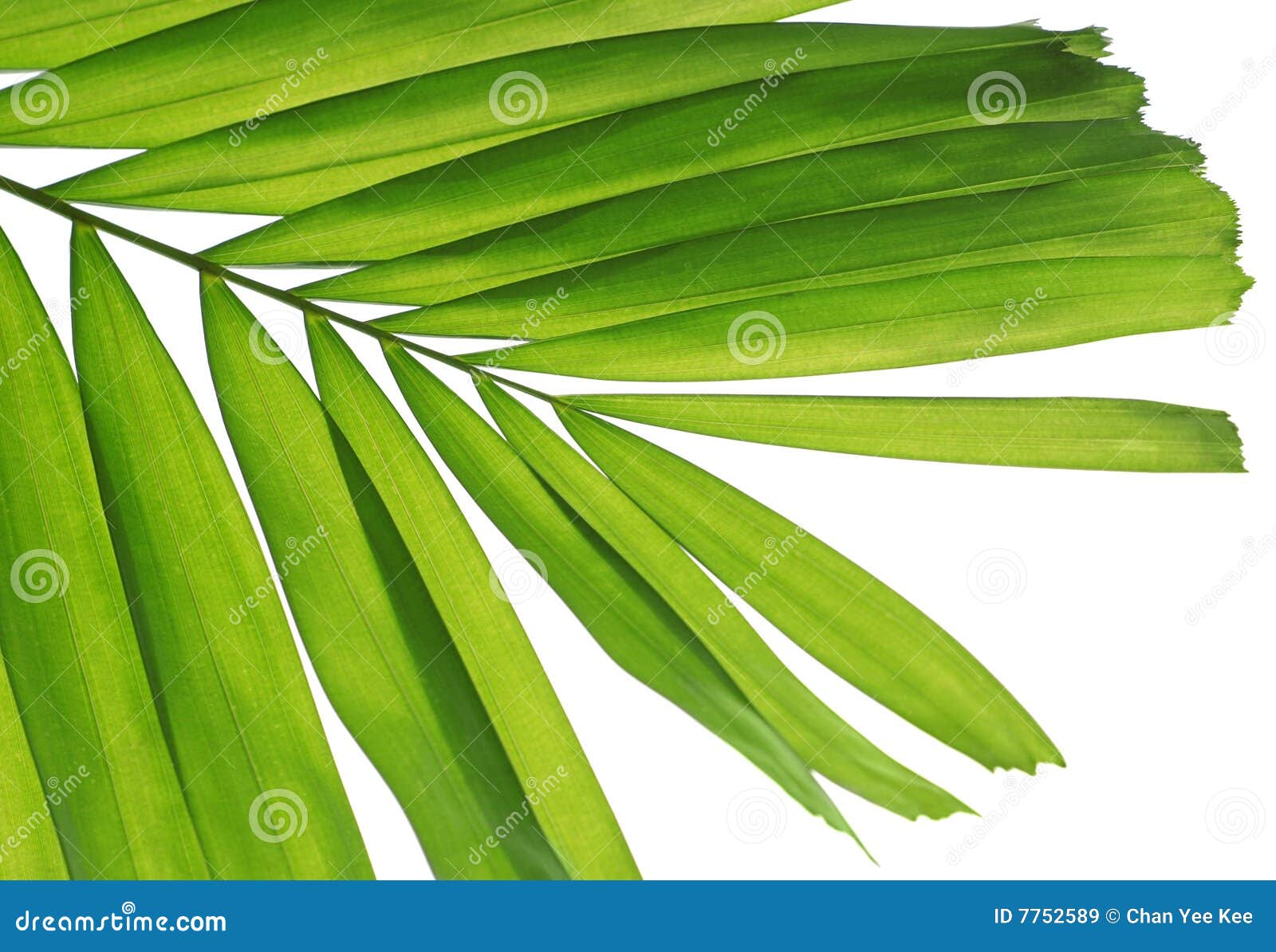 Fresh palm leaf stock image. Image of foliage, natural 7752589