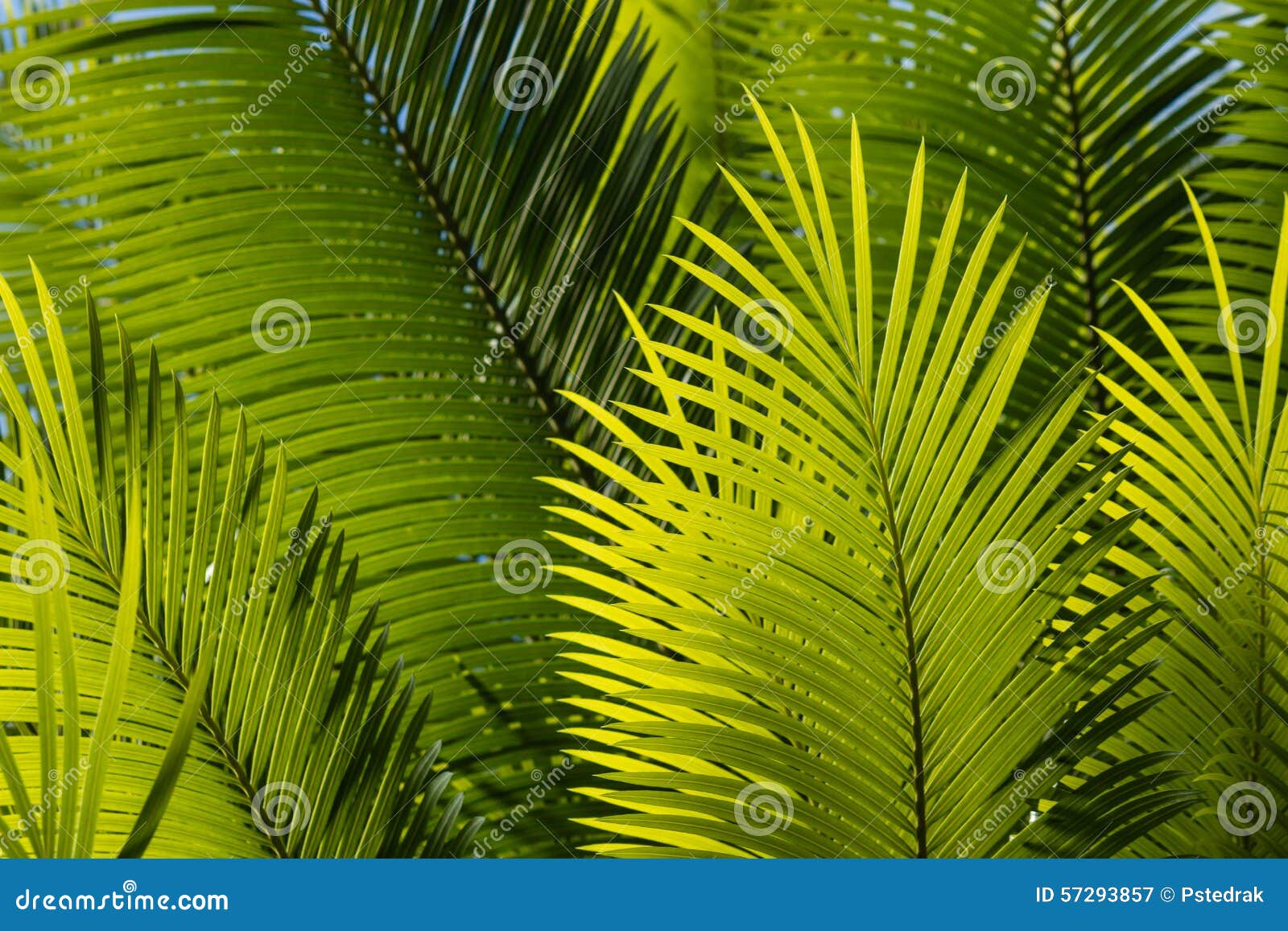 Fresh palm tree leaves stock image. Image of leaves, rainforest 57293857