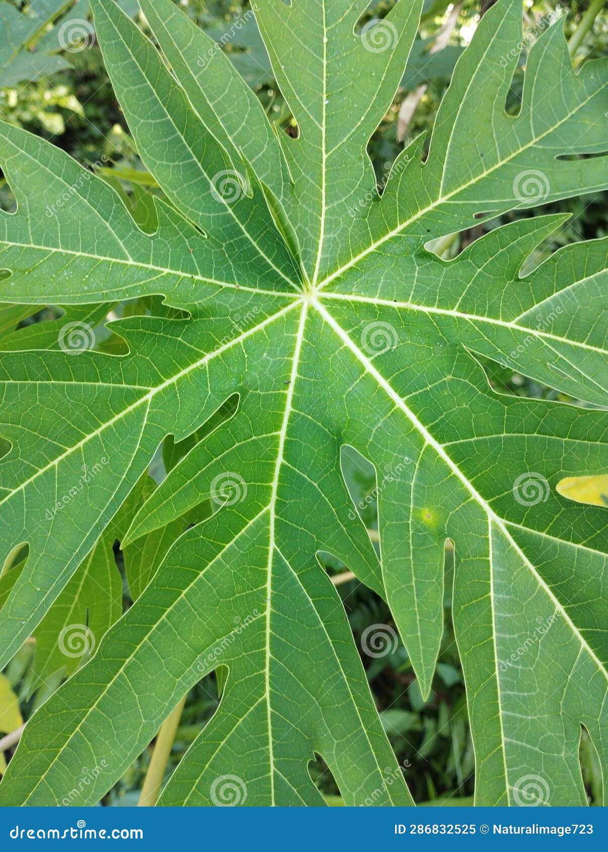 Fresh papaya leaves stock image. Image of fresh, fruit 286832525