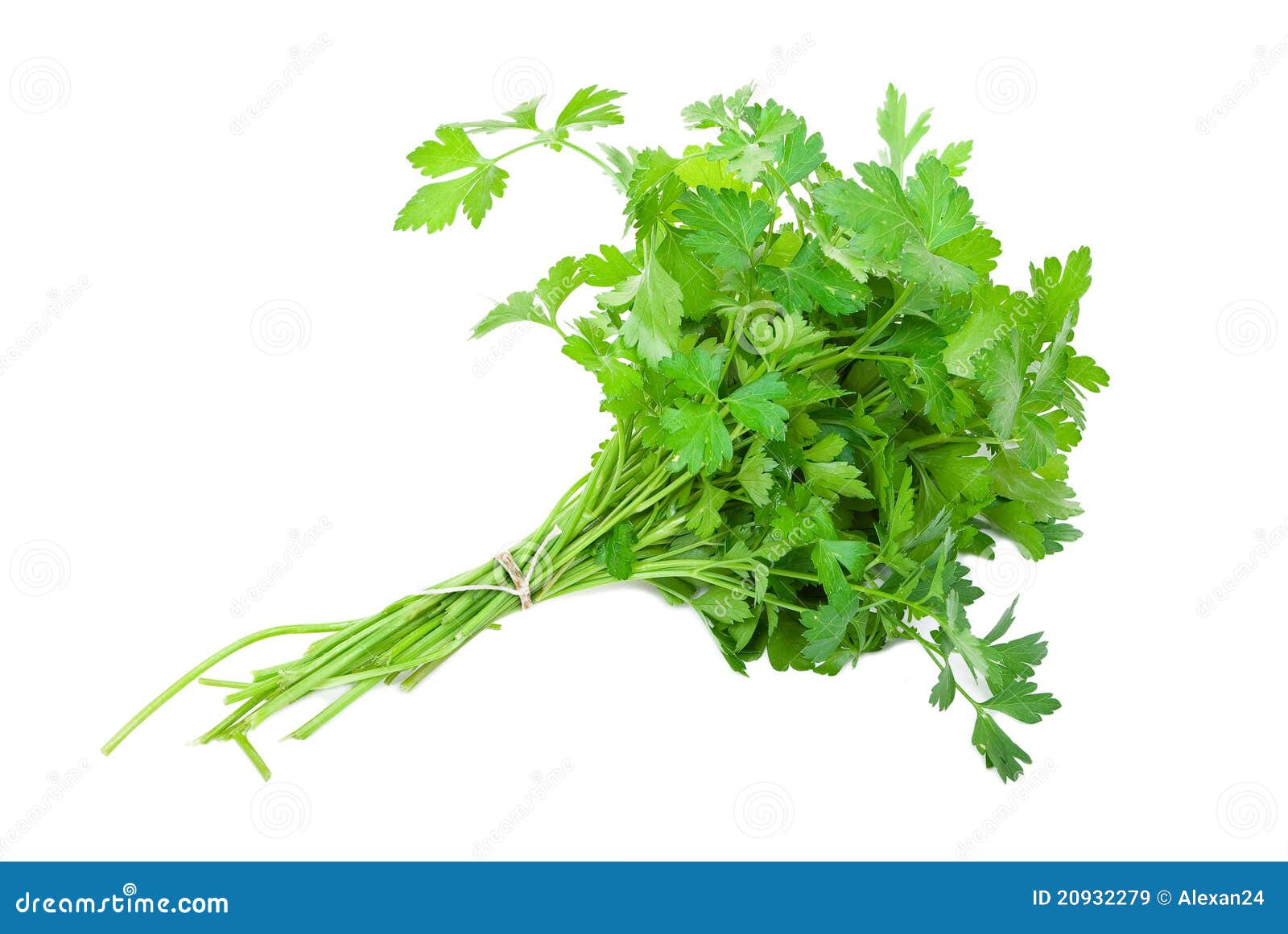 Fresh parsley stock image. Image of fresh, freshness 20932279
