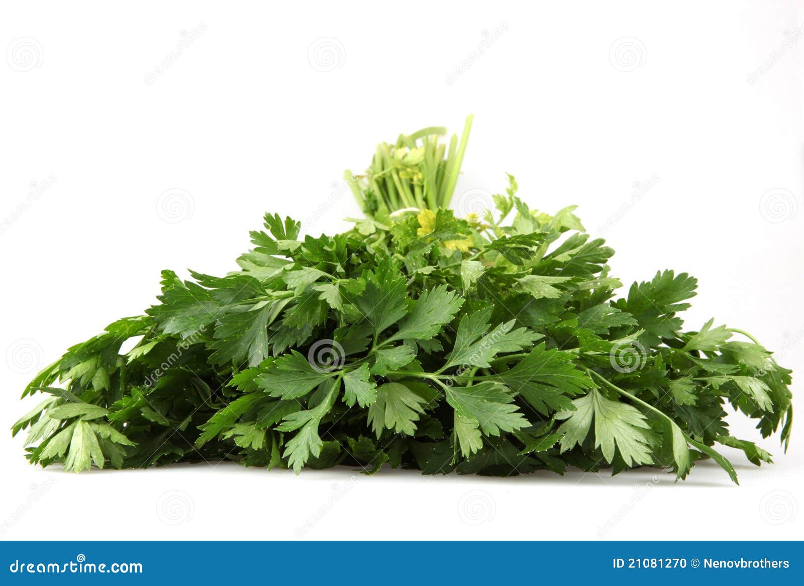 Fresh parsley stock photo. Image of copy, still, herbs 21081270
