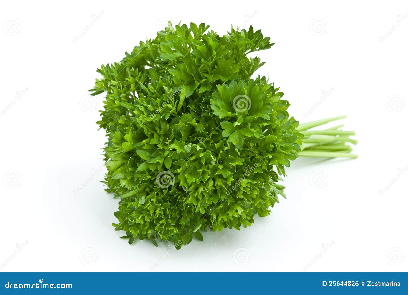 Fresh parsley stock photo. Image of eating, agriculture 25644826
