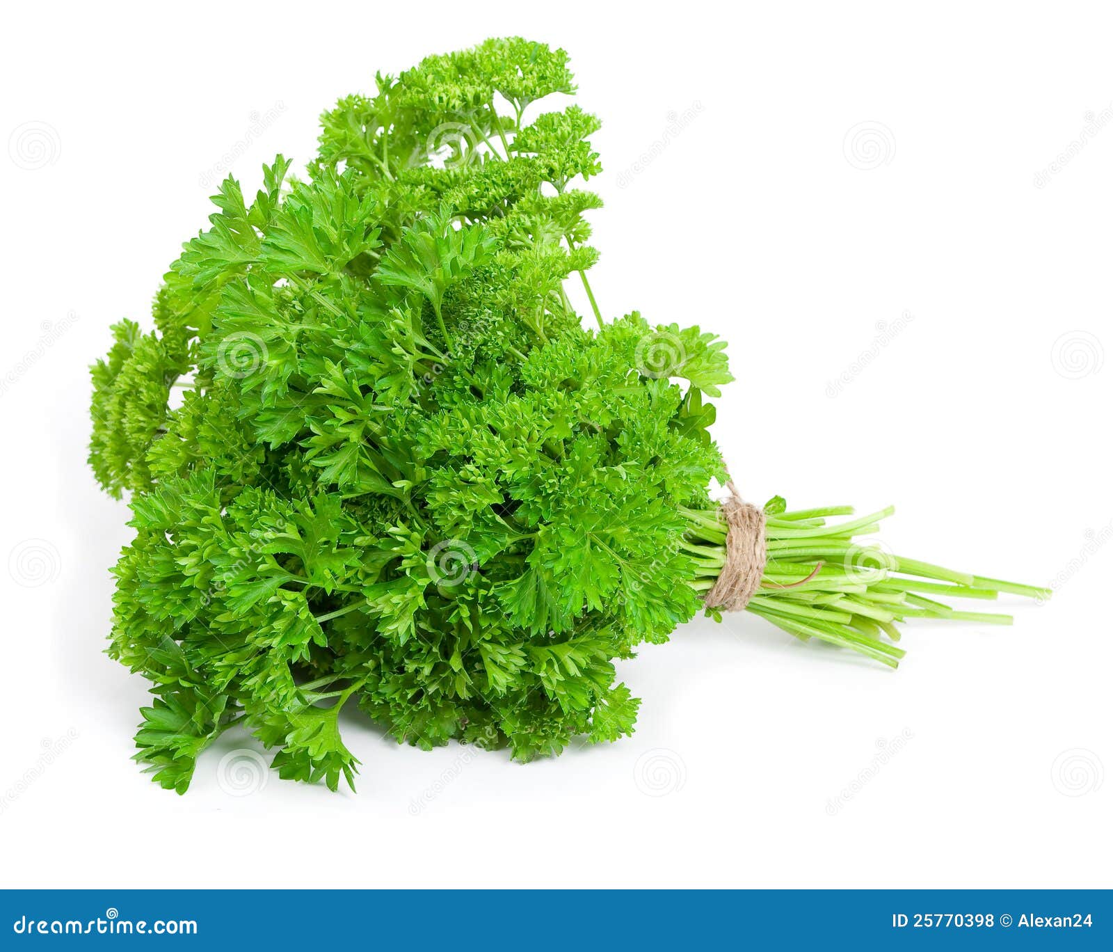 Fresh parsley stock photo. Image of graft, green, horticulture 25770398