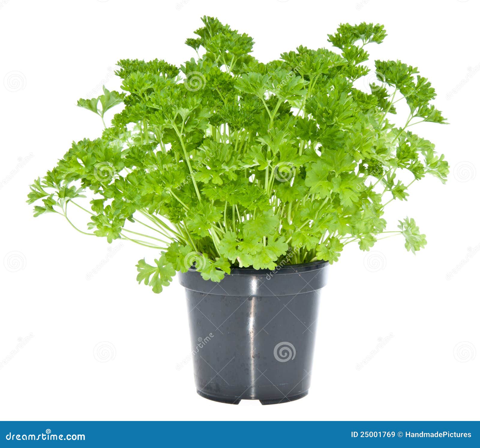 Fresh parsley in black pot stock image. Image of white 25001769