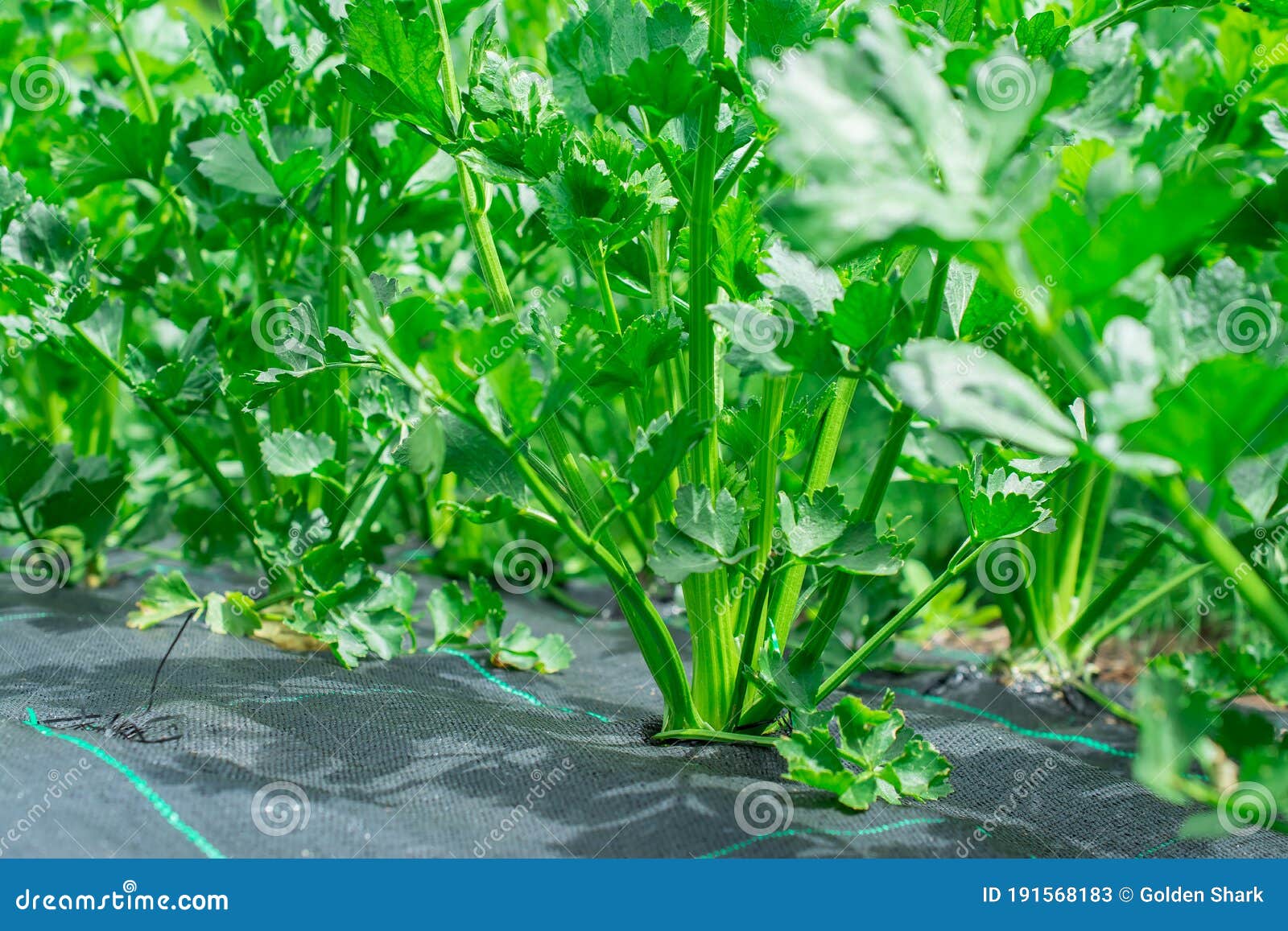 Fresh Parsley and Dill on Ground Closeup in Garden Stock Image Image