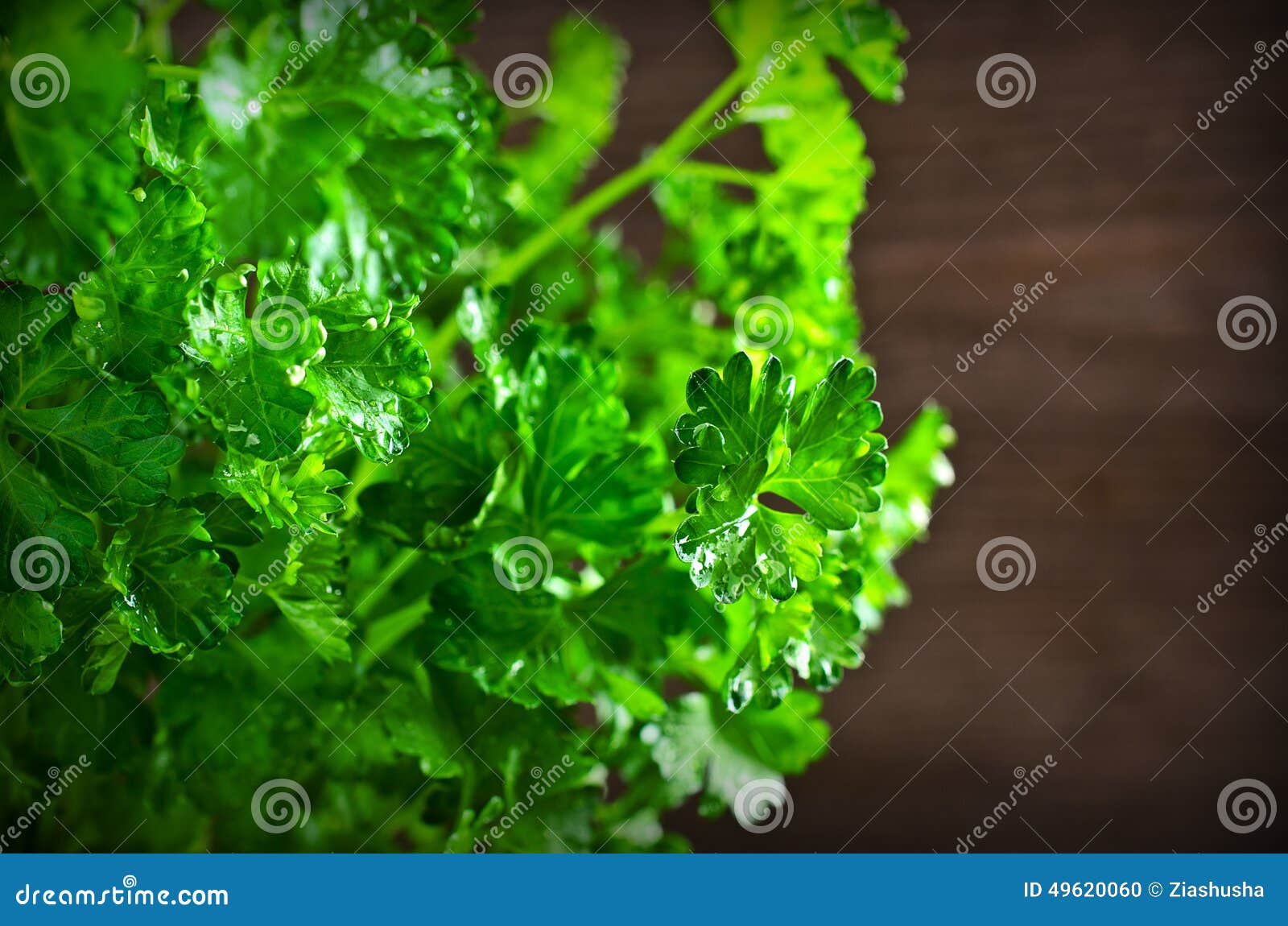The Fresh Parsley Leaves with Drops of Dew Stock Photo Image of
