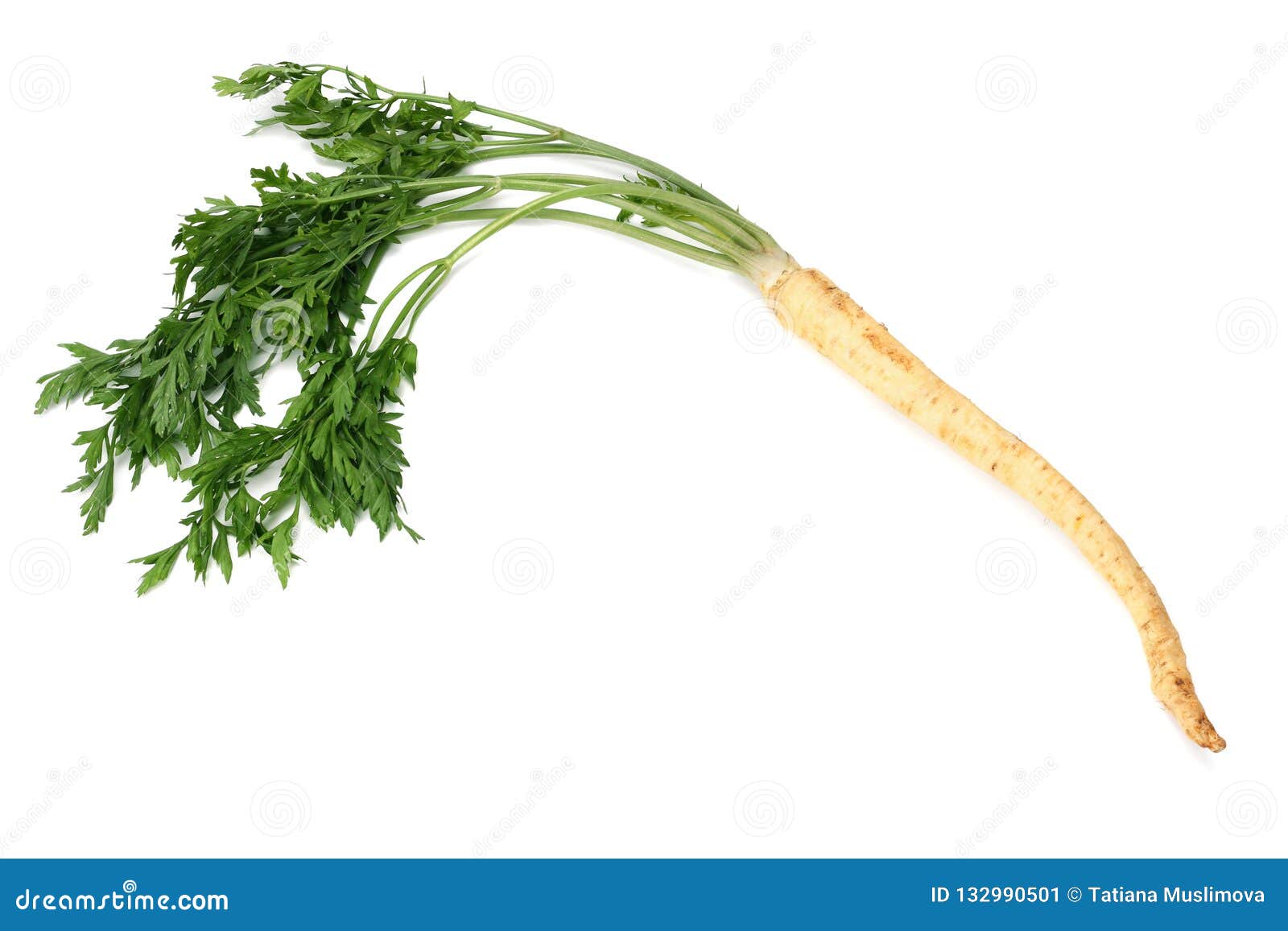 Fresh Parsley Root Isolated on White Background Stock Image Image of