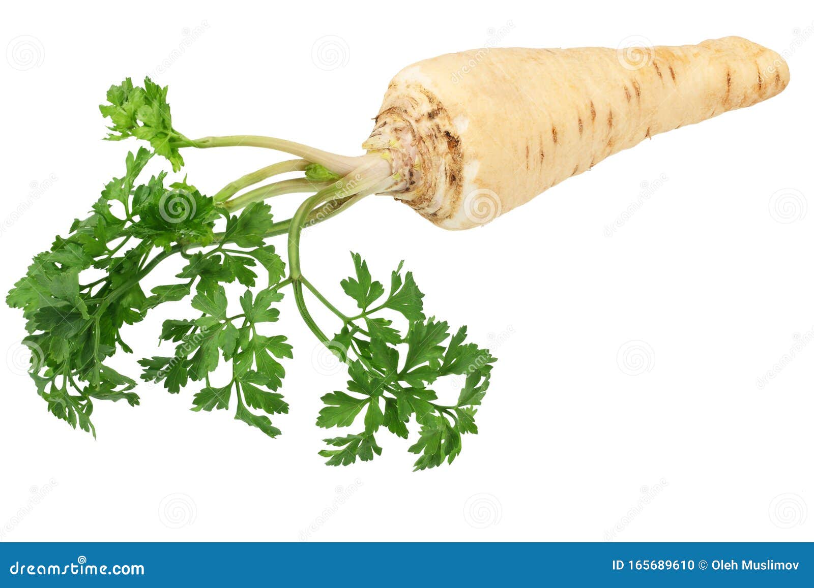 Fresh Parsley Root Isolated on White Background Stock Photo Image of