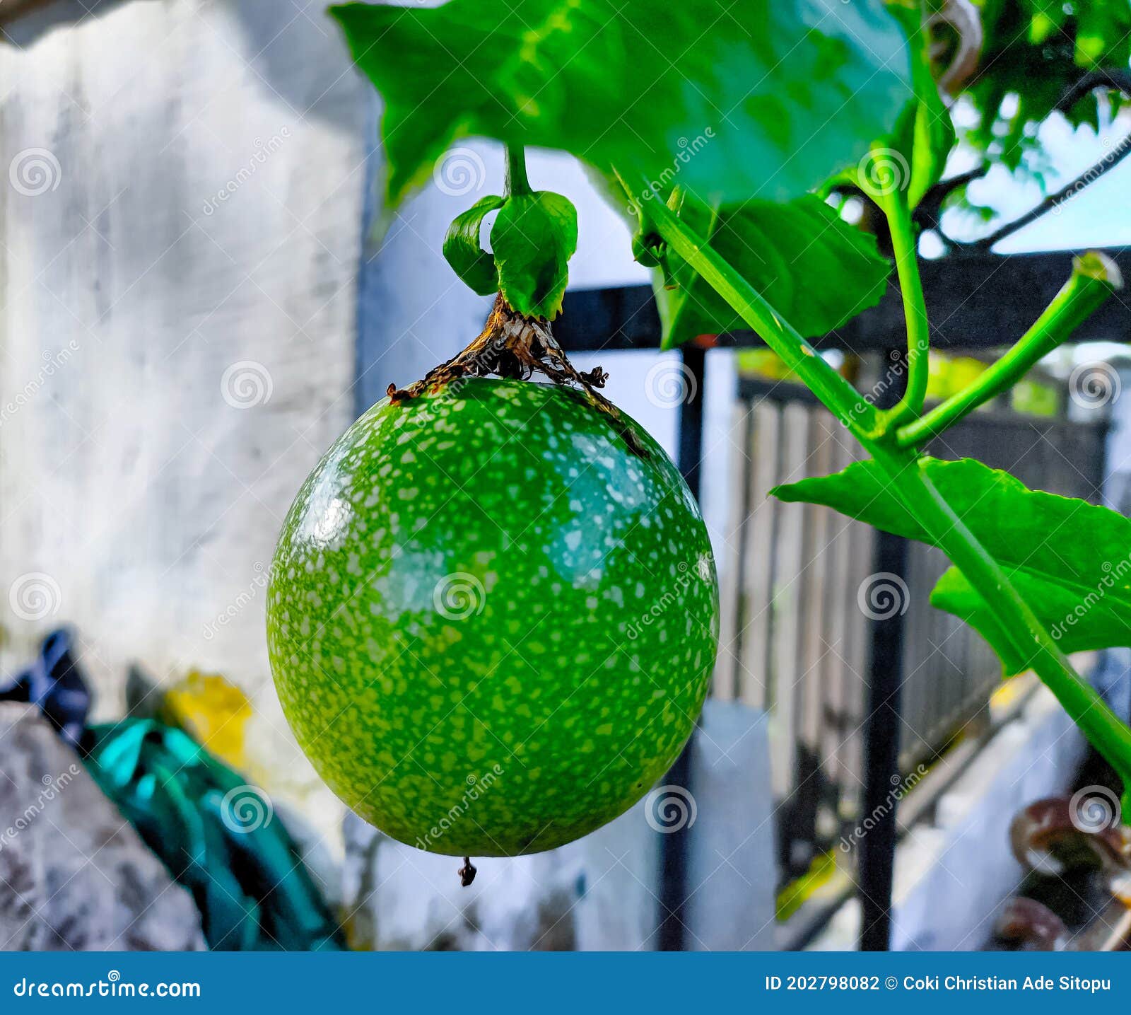 Fresh Passion Fruit is Still Growing To Ripen Stock Photo Image of leaf, blossom 202798082