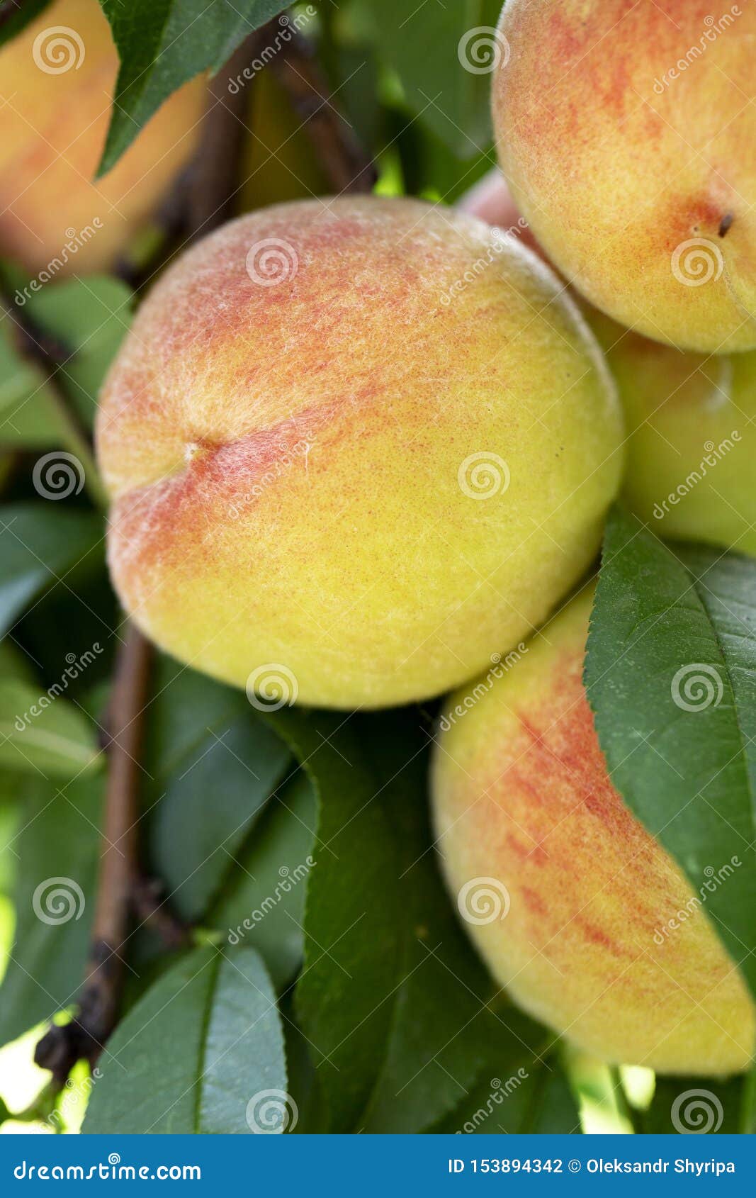 Pictures of georgia peach