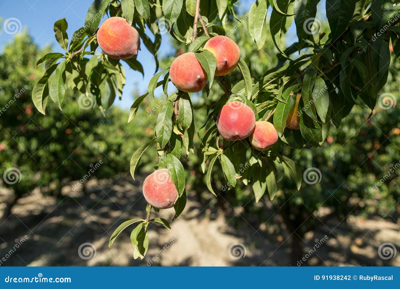 Orchard Fresh Peaches