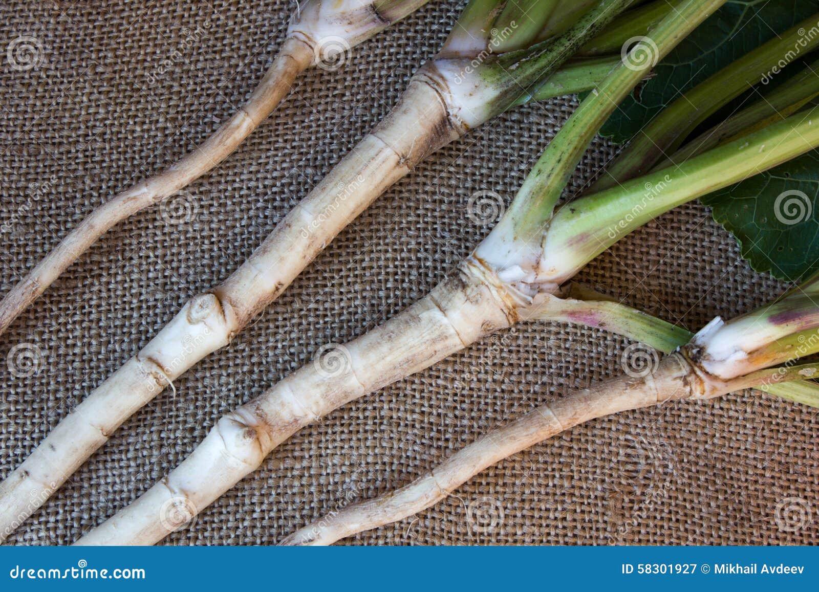 Fresh, Peeled, Raw Horseradish Root Stock Image Image of spice