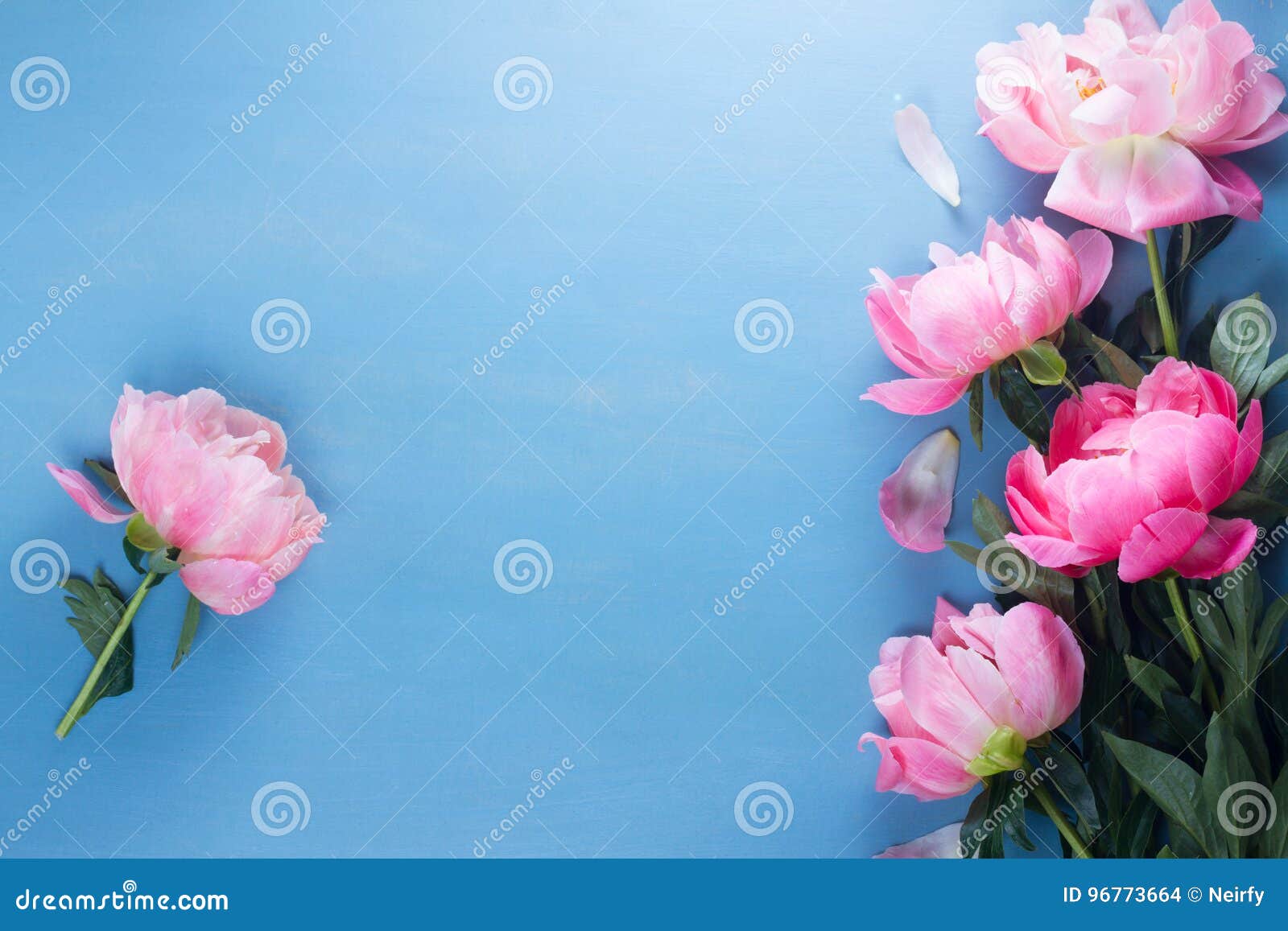 Fresh peonies on blue stock photo. Image of closeup, pink - 96773664