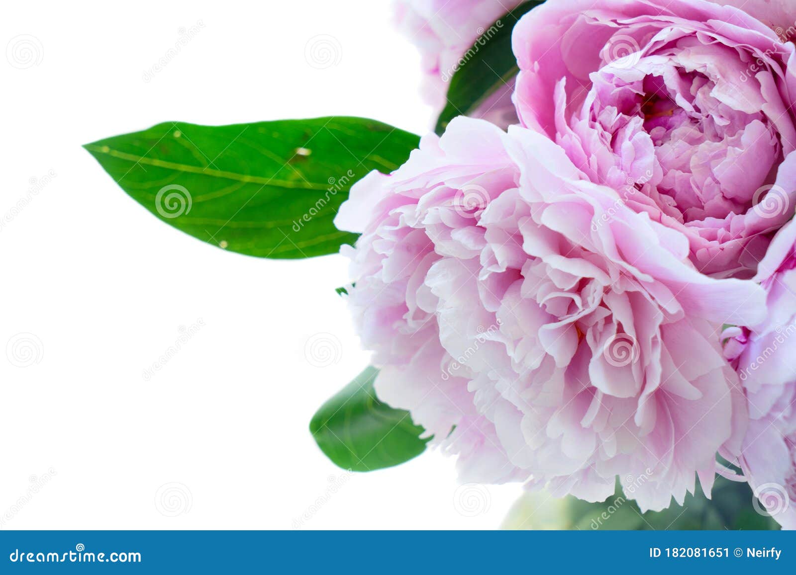 Fresh peony flowers stock image. Image of plant, beauty 182081651