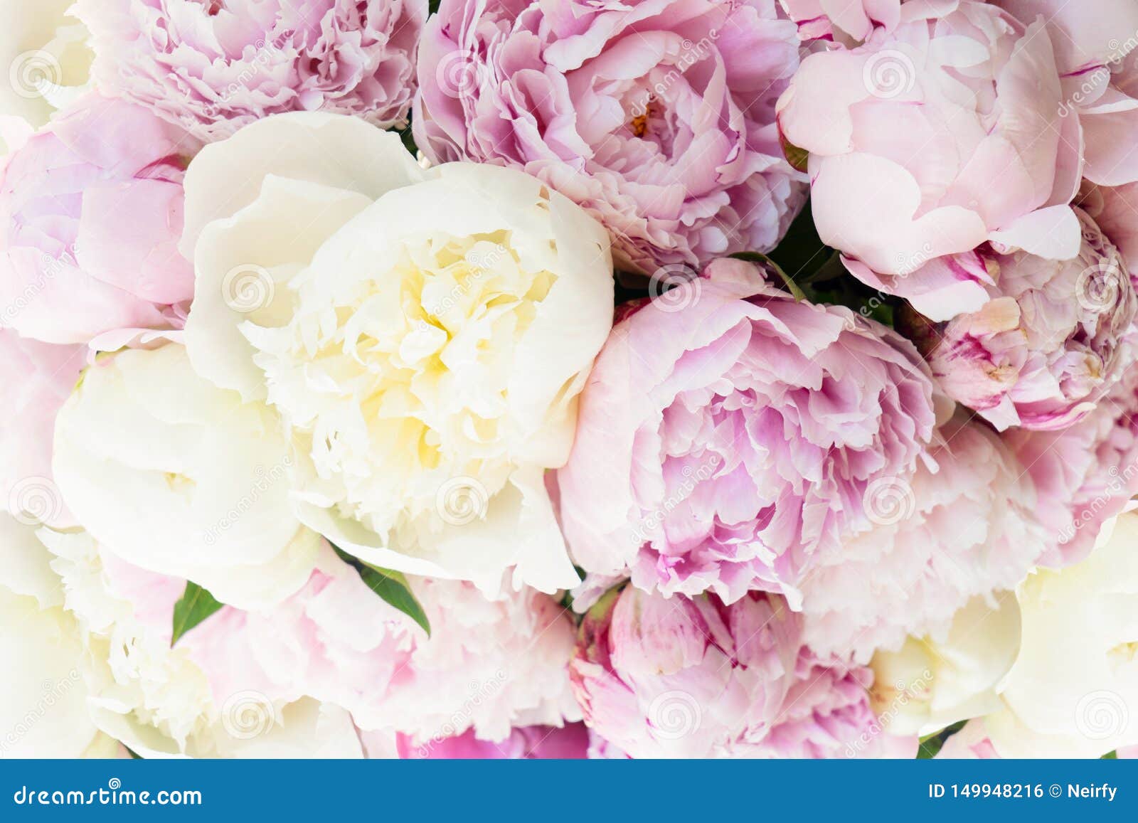 Fresh peony flowers stock photo. Image of design, beauty 149948216