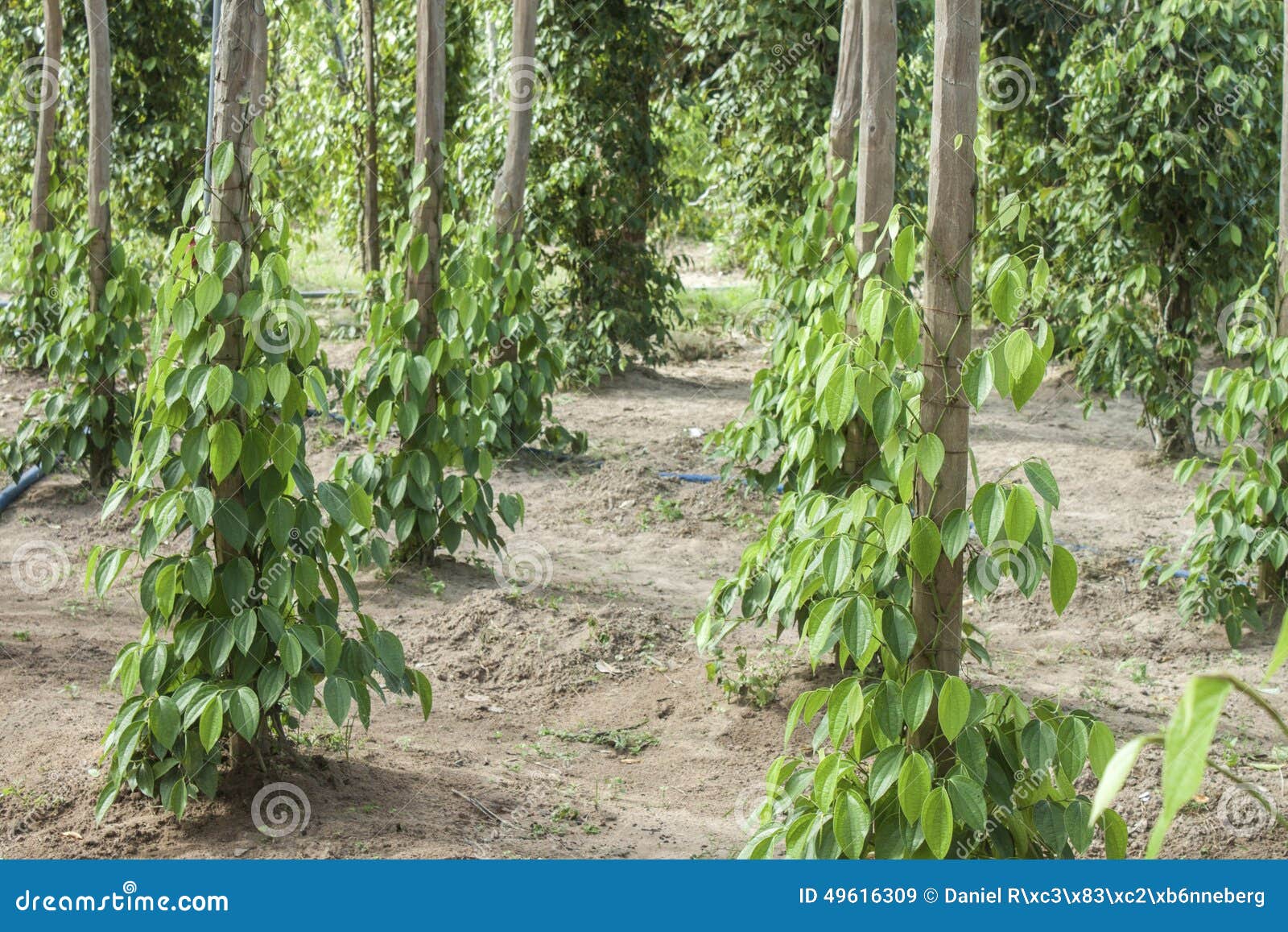 Fresh peppercorn plants stock image. Image of east, peper 49616309
