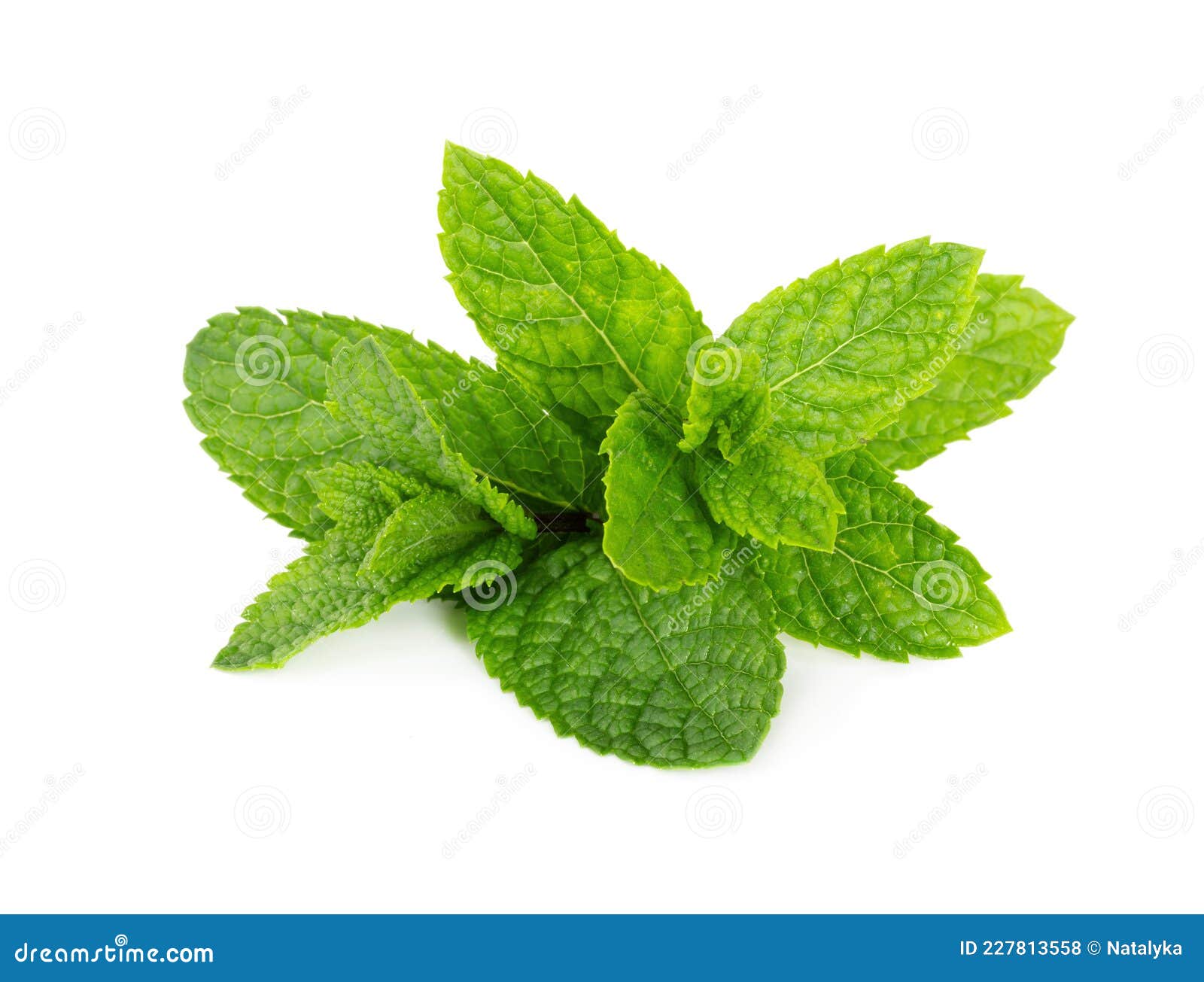 Fresh Peppermint Leaves Isolated on White Stock Photo Image of green