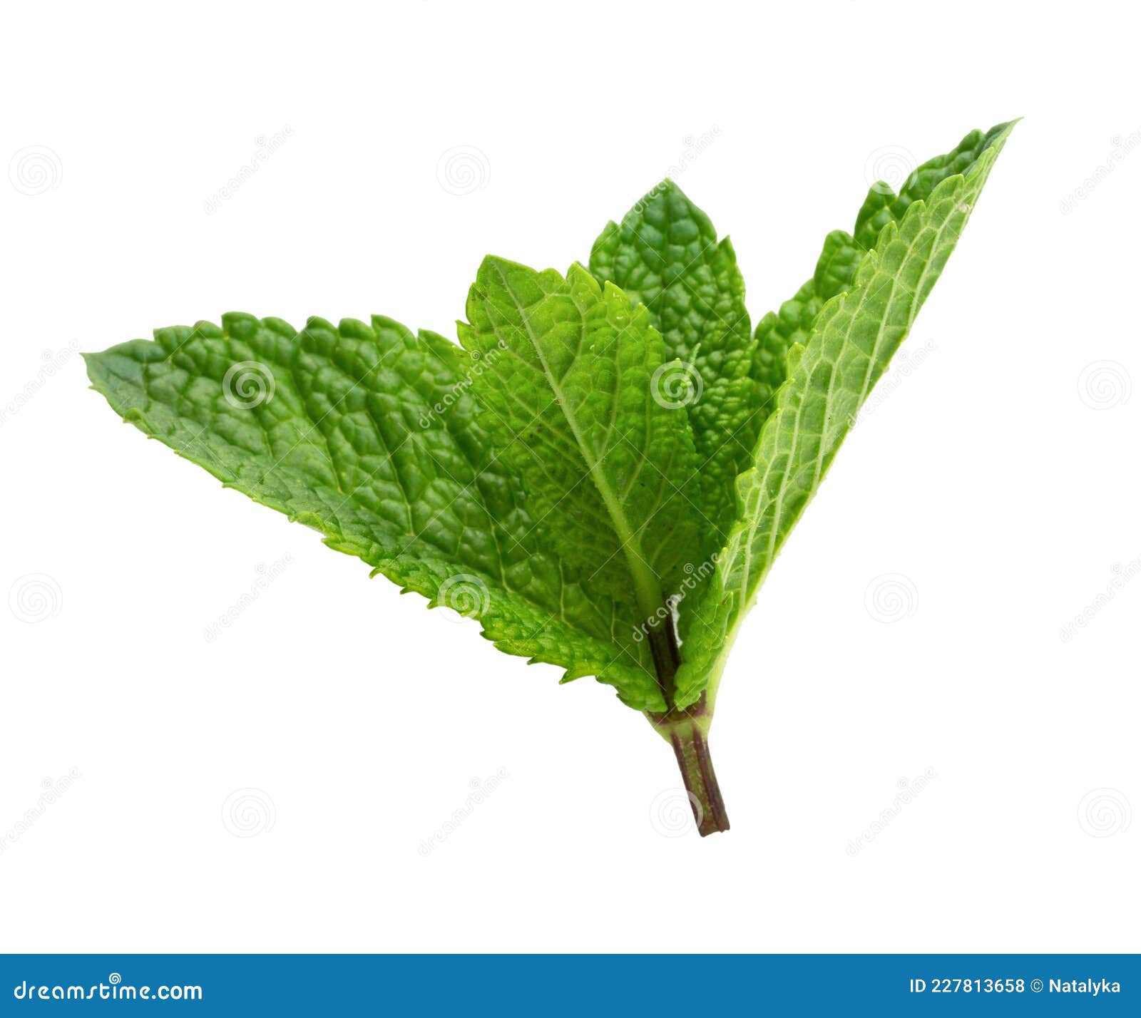 Fresh Peppermint Leaves Isolated on White Stock Photo Image of