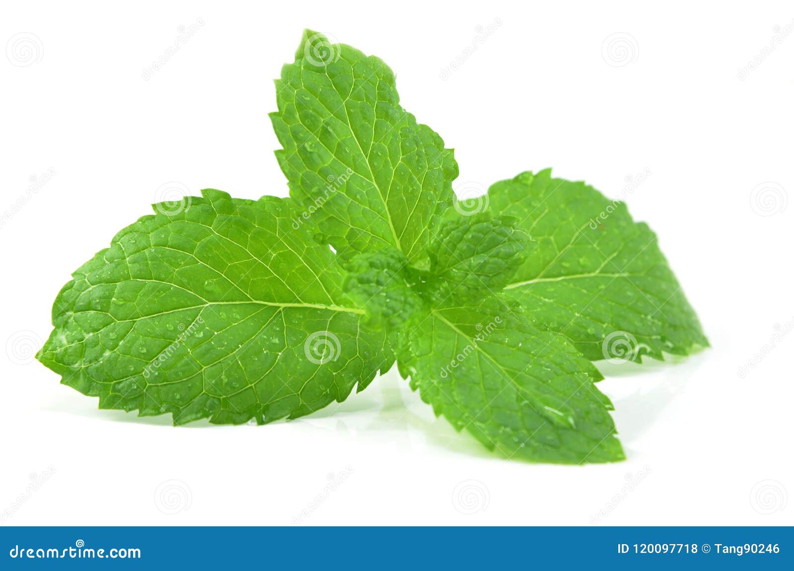 Fresh peppermint leaves stock photo. Image of mint, green 120097718