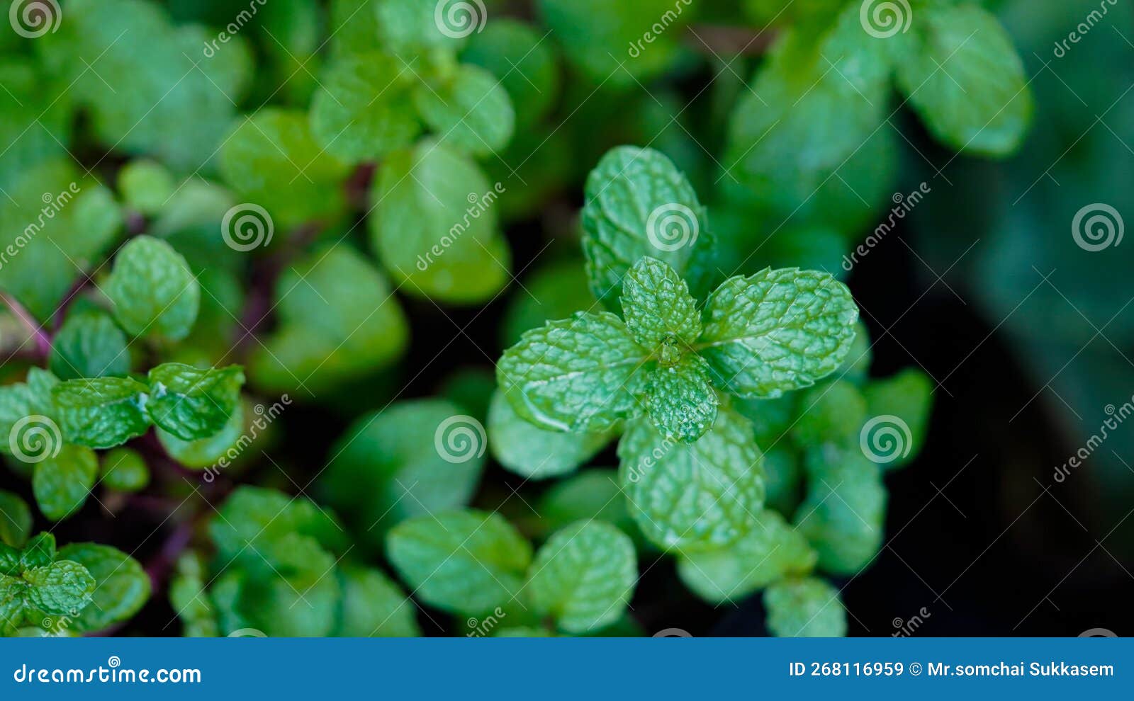 fresh peppermint trees in organig garden