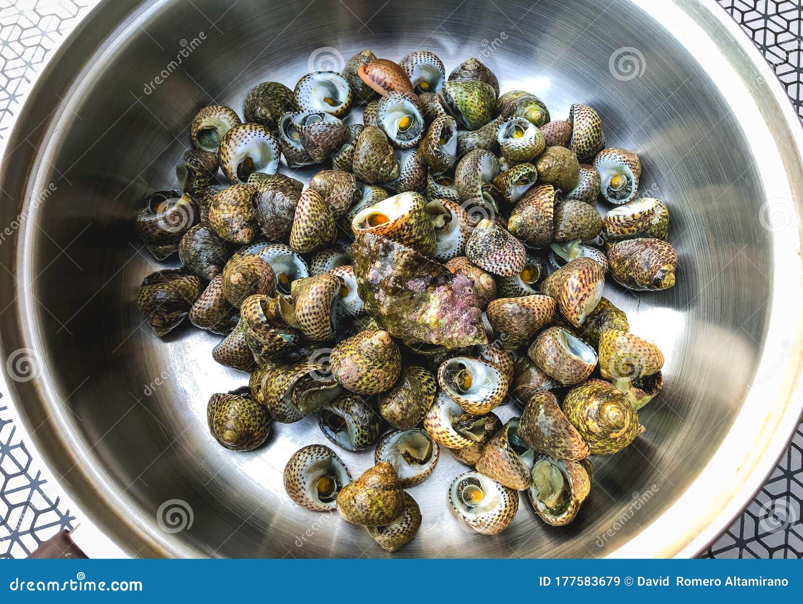 Fresh Periwinkles Freshly Collected from the Sea Stock Image Image of