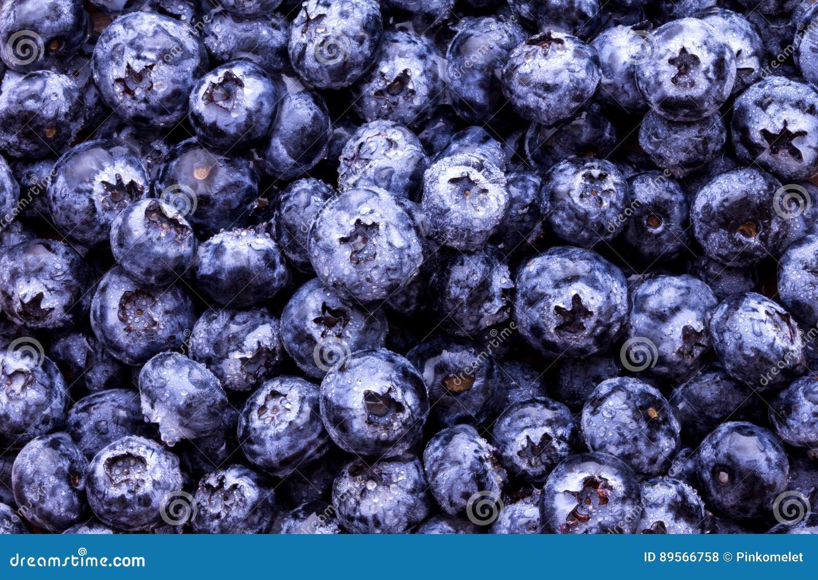 Fresh picked blueberries stock photo. Image of ingredient 89566758
