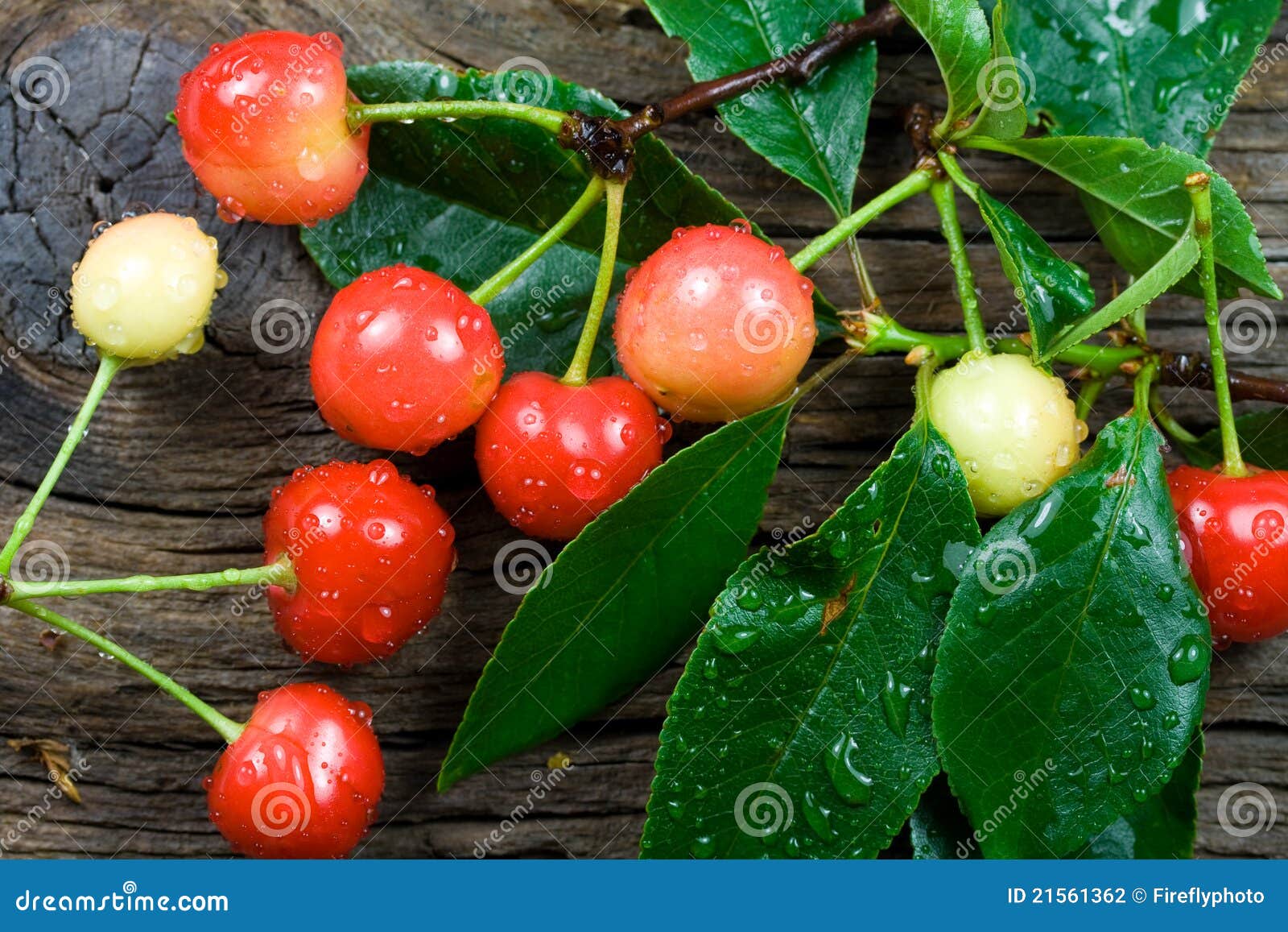 Freshpicked Cherries stock photo. Image of stages, food 21561362