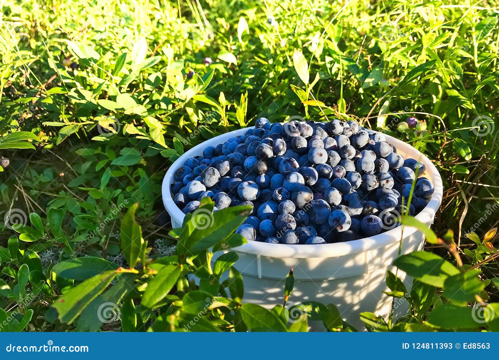 Fresh Picked Organic Wild Blueberries. Close Up Stock Image Image of