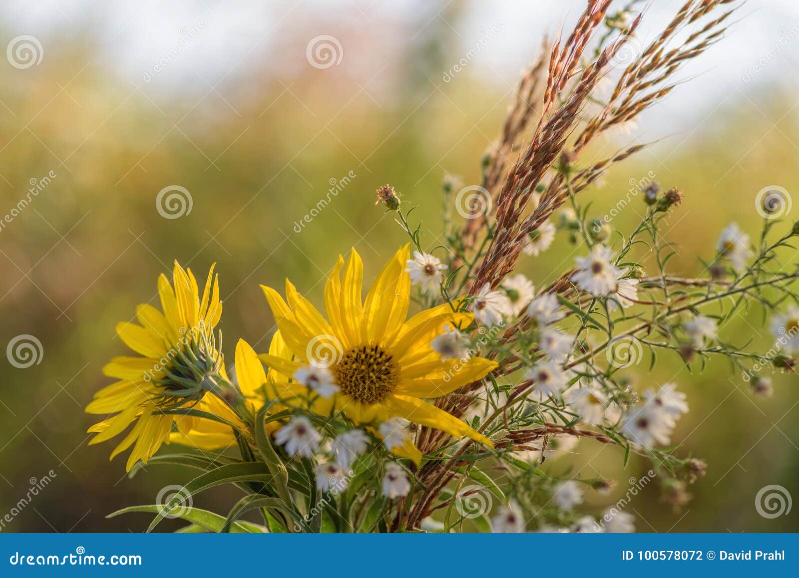 Fresh Picked Wildflowers in Fall Stock Photo Image of picked, fresh