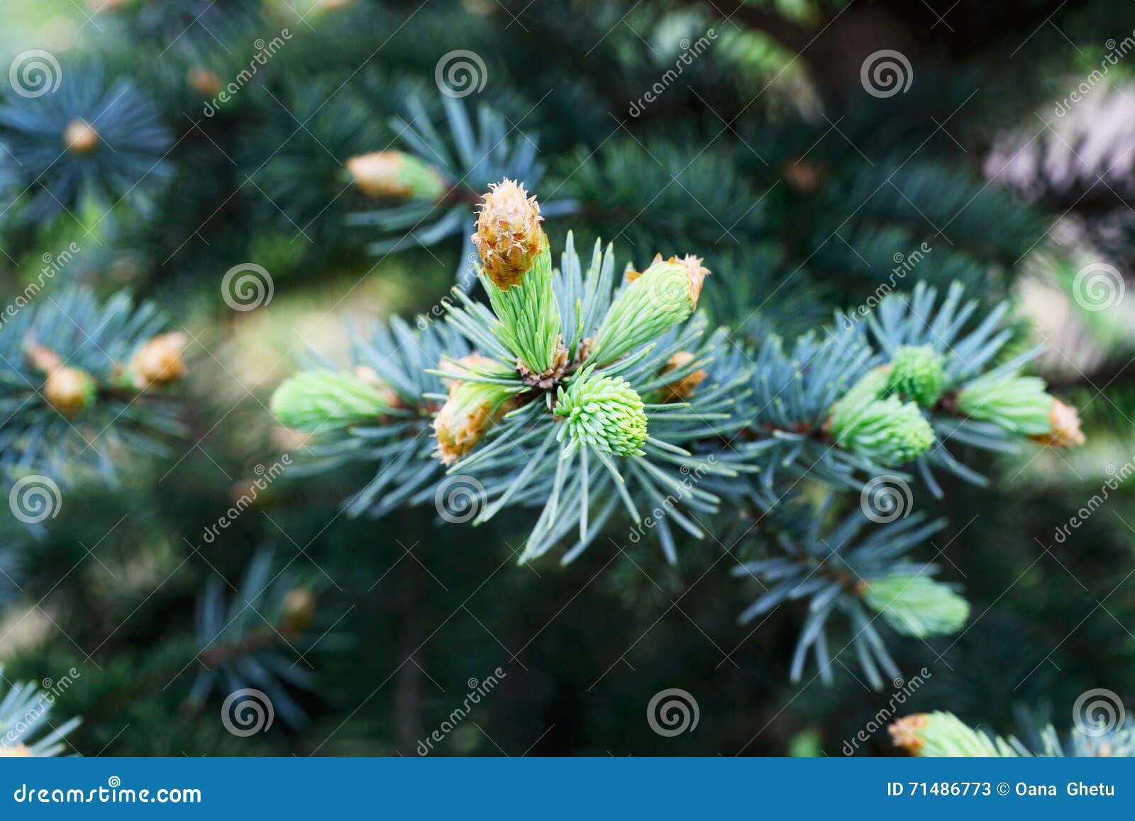 fresh pine buds for syrup