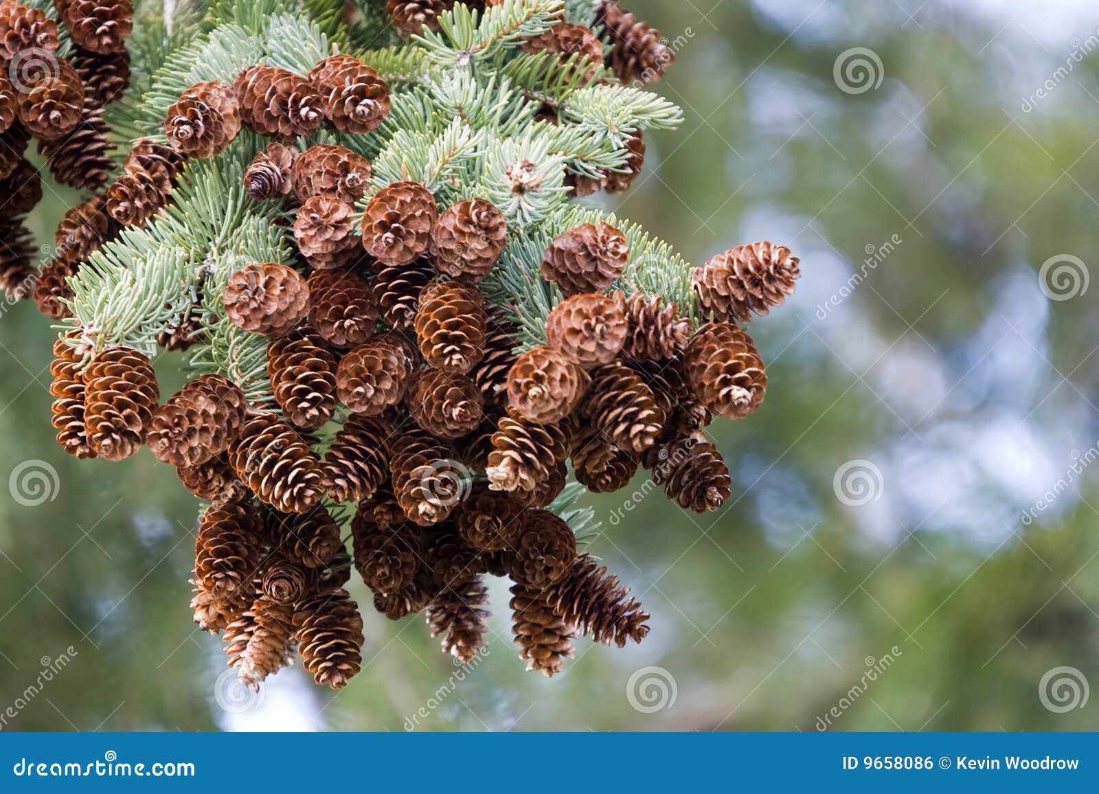 Fresh pine cones stock photo. Image of coniferous, isolated 9658086