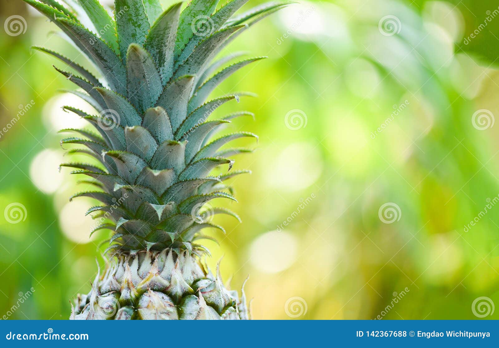 Fresh Pineapple on Nature Background Close Up Pineapple Tropical Fruit