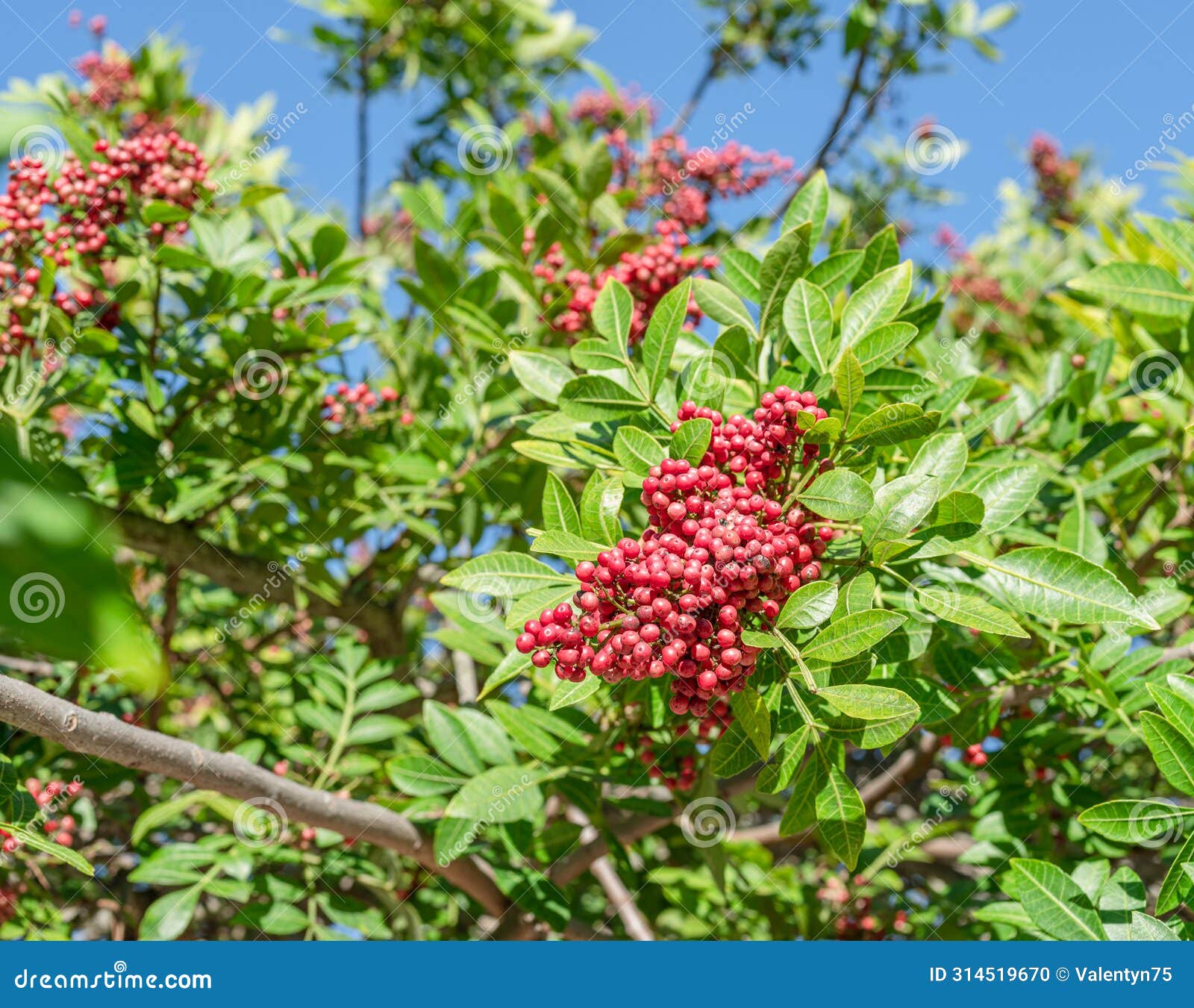 fresh pink peppercorns on peruvian pepper tree branch. blue sky at the background