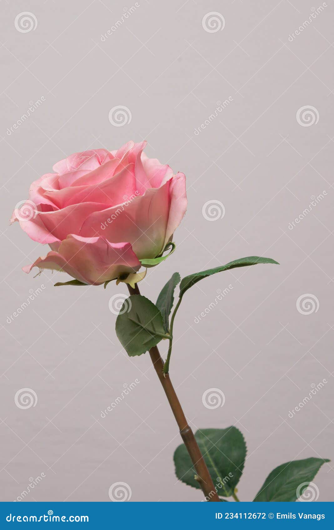 Fresh Pink Rose Flower with Thorns on a Gray Background Stock Photo