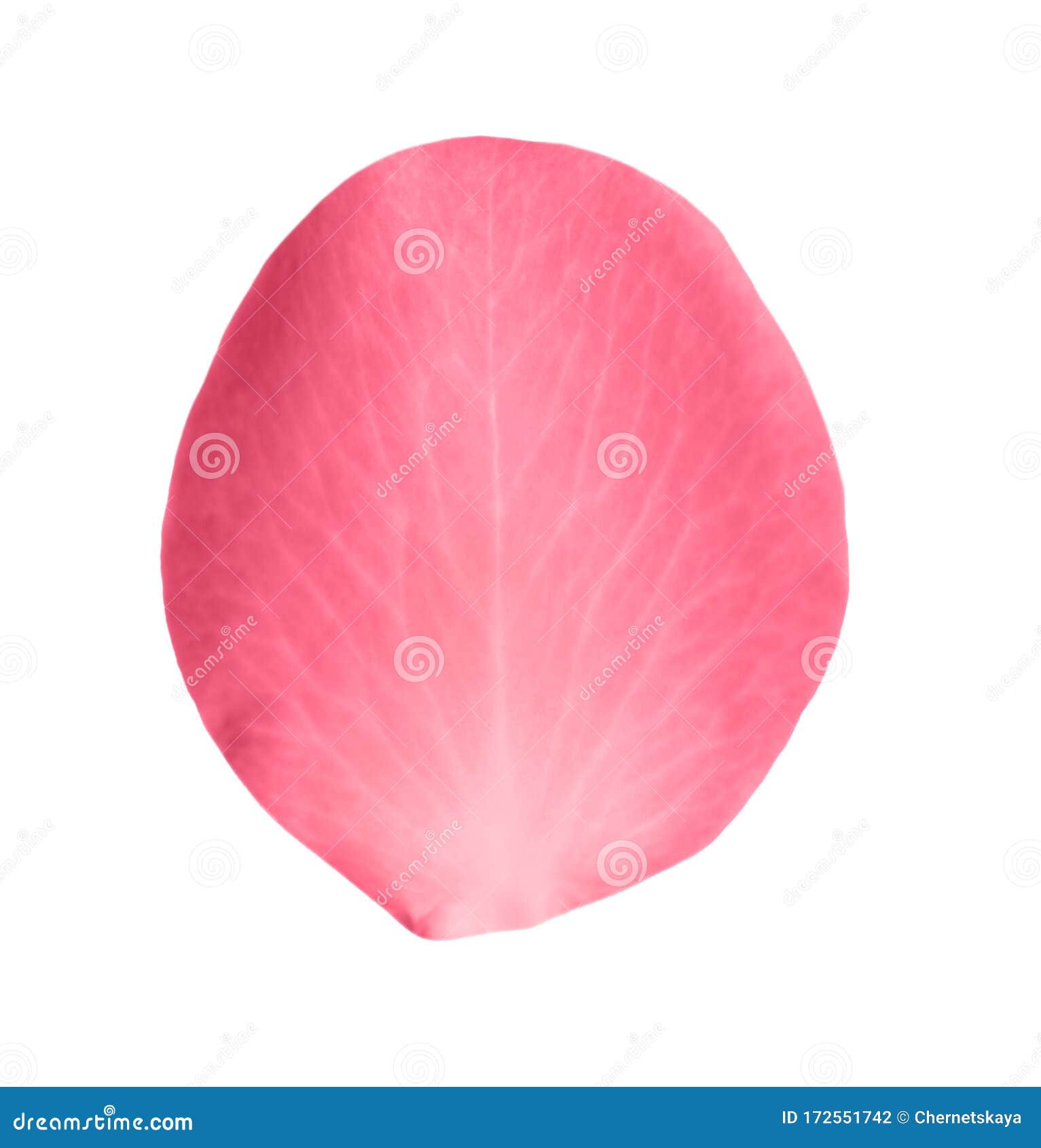 Fresh Pink Rose Petal Isolated Stock Photo Image of backdrop