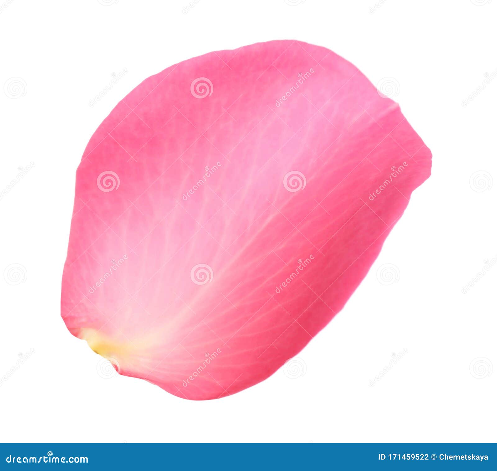 fresh pink rose petal 