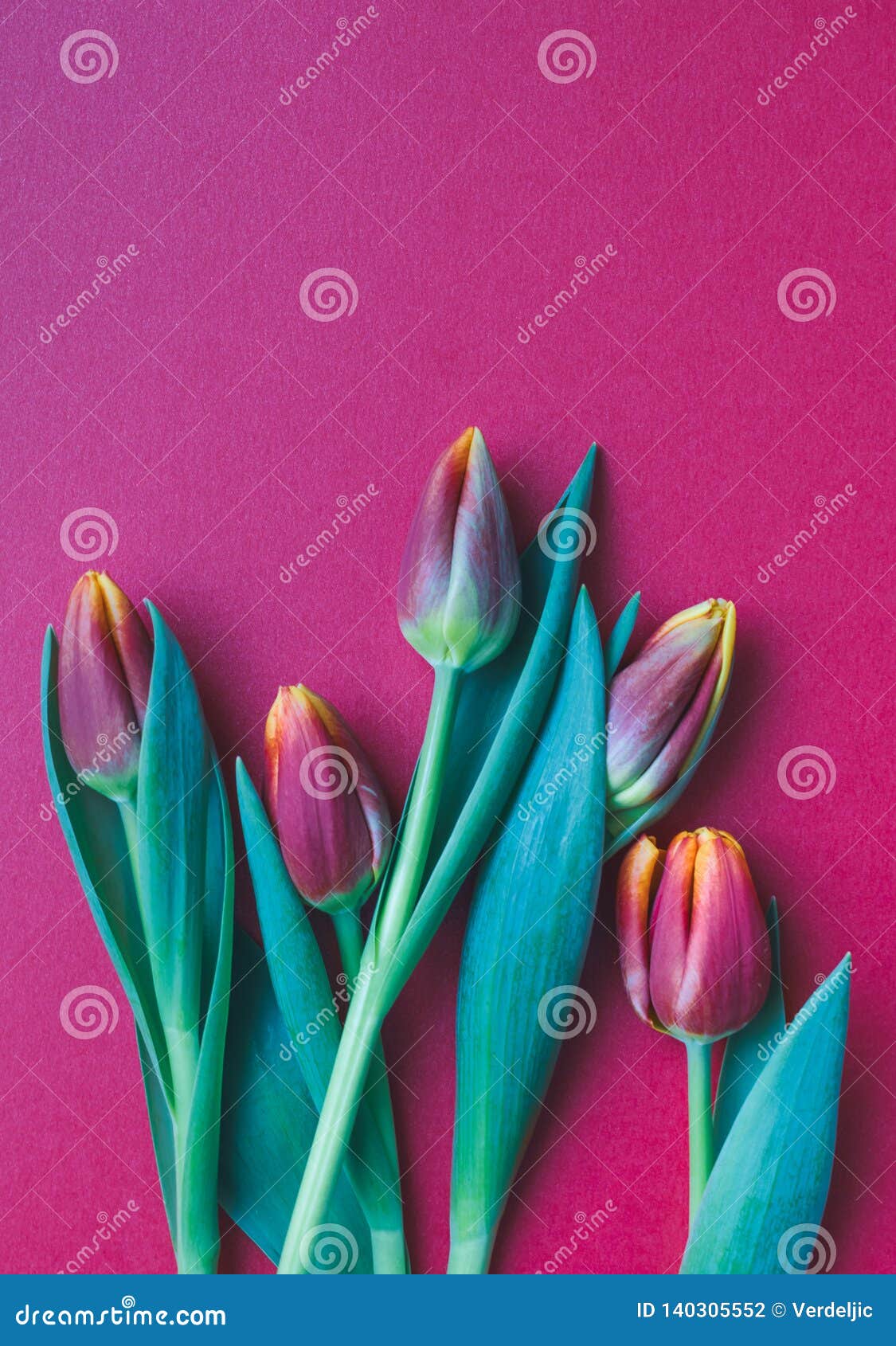 Fresh Pink and Yellow Tulips on Pink or Magenta Background Stock Photo ...