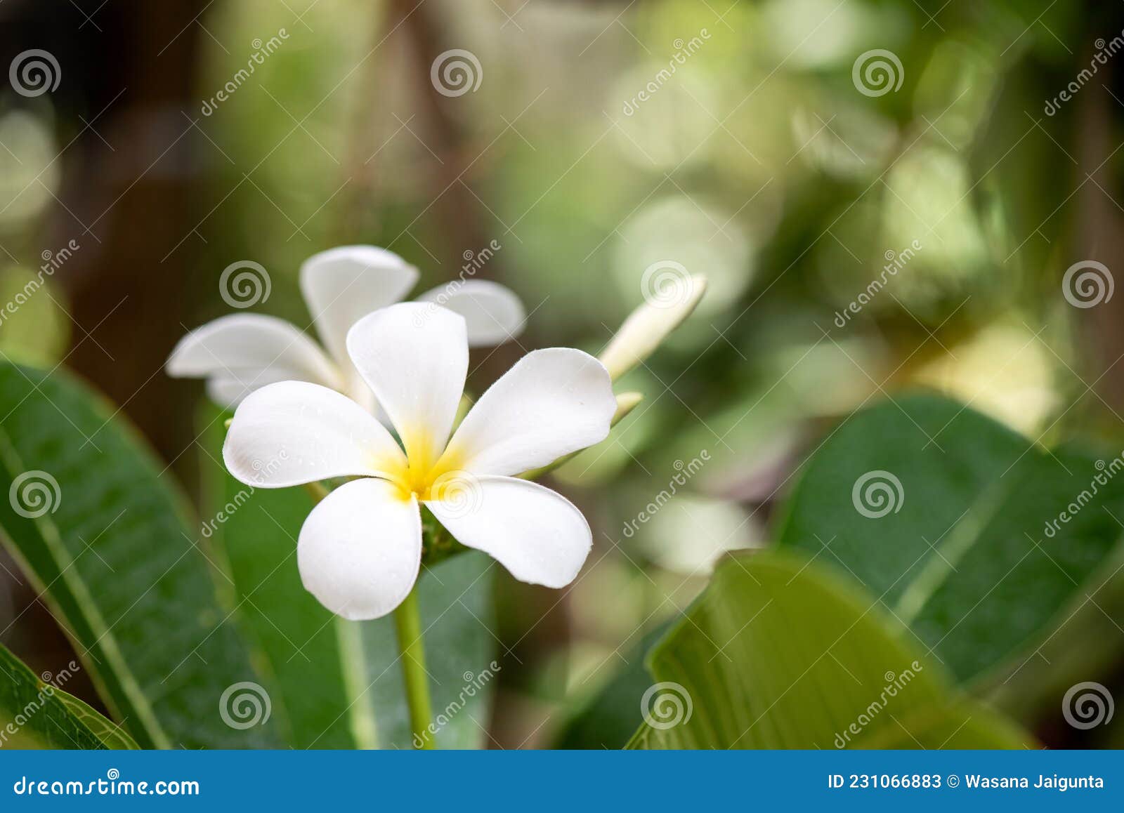 A Fresh Plumeria Rubra Cv Acutifolia Tree Stock Photography